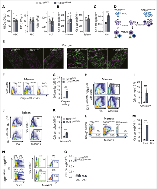 Conditional deletion of TGFβ1 in Mks increases apoptosis. (A) White blood cell (WBC), RBC, and platelet (PLT) counts are shown for TGFβ1FL/FL and TGFβ1ΔMk/ΔMk mice (n = 16 per group). (B) Marrow (n = 12 per group) and spleen (n = 5 per group) cellularity are shown for TGFβ1FL/FL (gray) and TGFβ1ΔMk/ΔMk mice (black). (C) The number of Lin− (those not expressing mature lineage markers CD3, B220, CD11b, Gr1, or Ter119) marrow cells per leg (femur and tibia) is shown (n = 13 per group). (D) Schema showing how excess immature HSPCs may yield normal marrow cellularity and blood cell counts due to apoptosis of surplus hematopoietic precursors. (E) Confocal immunofluorescence imaging of cleaved Caspase 3 (Casp3; green, Cy3) and Cdh5 (magenta, Alexa Fluor 647) in BM sections of TGFβ1FL/FL and TGFβ1ΔMk/ΔMk mice (n = 3 per group). Original magnification ×20. (F) Representative flow cytometry data of cleaved Caspase 3/7 activity is shown for TGFβ1FL/FL and TGFβ1ΔMk/ΔMk mice and for the FMO− control. (G) Quantification of apoptotic cells was assessed using the Caspase 3/7 reporter (n = 3 per group). (H) Representative flow cytometry data showing annexin V staining in marrow from TGFβ1FL/FL (top row) and TGFβ1ΔMk/ΔMk (bottom row) mice. (I) Quantification of the number of annexin V+ apoptotic cells in the marrow of TGFβ1FL/FL and TGFβ1ΔMk/ΔMk mice (n = 9 per group). (J) Representative data for spleen, as shown for marrow in panel H. (K) Quantification of the number of annexin V+ apoptotic cells in the spleen of TGFβ1FL/FL and TGFβ1ΔMk/ΔMk mice (n = 6 per group). (L) Representative flow cytometry data showing lineage markers (Lin = CD3, B220, CD11b, Gr1, or Ter119) plotted against annexin V in marrow from TGFβ1FL/FL and TGFβ1ΔMk/ΔMk mice. (M) Quantification of the number of annexin V+ apoptotic Lin+ and Lin− cells in the marrow of TGFβ1FL/FL and TGFβ1ΔMk/ΔMk mice (n = 8). (N) Gating and representative flow cytometry data showing annexin V staining in LKS− and LKS+ marrow populations for TGFβ1FL/FL (top row) and TGFβ1ΔMk/ΔMk (bottom row) mice. (O) Quantification of the number of annexin V+ apoptotic LKS− and LKS+ cells in the marrow of TGFβ1FL/FL and TGFβ1ΔMk/ΔMk mice (n = 3 per group). All the quantified data are shown as mean plus or minus standard deviation (SD) (*P < .05, **P < .01, ***P < .001, or if not shown, the comparison was not significant). FSA, forward scatter area; TNC, total nucleated cell; VECAD, vascular endothelial cadherin.