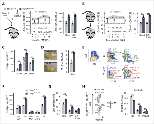 Increased HSPCs in TGFβ1ΔMk/ΔMk mice have normal function. (A) Schematic for the competitive repopulation assay is shown. Marrow CD45.2 donor cells from either TGFβ1FL/FL or TGFβ1ΔMk/ΔMk mice were mixed in a 1:1 ratio with marrow donor cells from congenic CD45.1 mice, then transplanted into lethally irradiated mice (n = 8 per group). CD45.2 chimerism in peripheral blood is shown at the indicated times after transplant (left). Chimerism of blood and BM LKS+ signaling lymphocyte activation molecule (SLAM; Lin−, Kit+, Sca1+, CD150+, CD48−) cells is shown 16 weeks after transplant for mice having received TGFβ1FL/FL (gray) or TGFβ1ΔMk/ΔMk (black) donor cell grafts, as assessed by flow cytometry. (B) Schematic for secondary transplantation of marrow harvested from primary recipients is shown. CD45.2 chimerism in peripheral blood is shown at the indicated times after secondary transplant (left). Chimerism in blood and in peripheral blood and marrow LKS+SLAM is shown 16 weeks after secondary transplant as for panel A (16 mice were transplanted in 2 independent experiments; 8 mice were transplanted per group in each experiment). (C) CFC enumeration of functional myeloid HPCs is shown for TGFβ1FL/FL and TGFβ1ΔMk/ΔMk marrow cells (n = 5 per group). The total number of CFU granulocyte, erythroid, monocyte, Mk progenitors (CFU-GEMM), CFU granulocyte macrophage (CFU-GM), and burst-forming unit erythroid progenitors (BFU-E) is shown per leg (femur and tibia). (D) The number of spleen CFUs (CFU-S12) 12 days after transplantation is shown per 100 000 donor cells transplanted (n = 4 per group). (E) Gating and representative flow cytometry data are shown for the indicated HSPC populations. (F) Quantification of the number of marrow cells with the immunophenotype of common myeloid progenitor (CMP), GMP, MEP, erythroid progenitors (EP), pre-GMP, pre-MEP is shown for TGFβ1FL/FL and TGFβ1ΔMk/ΔMk mice (n = 12 per group). (G) The number of LKS+ (Lin−Kit+Sca1+), MPP and LKS+SLAM cells per leg is shown for TGFβ1FL/FL and TGFβ1ΔMk/ΔMk mice (n = 12 per group). (H) Gating and representative flow cytometry data are shown for LKS+SLAM cell cycle as reported by Ki67 and Hoechst staining. (I) Cell cycle of BM LKS+SLAM HSCs is shown for TGFβ1FL/FL and TGFβ1ΔMk/ΔMk (mice n = 6 per group). All of the quantified data are shown as mean plus or minus SD (*P < .05, **P < .01, ***P < .001, or if not shown, the comparison was not significant). BMT, BM transplantation; SSA, side scatter area.