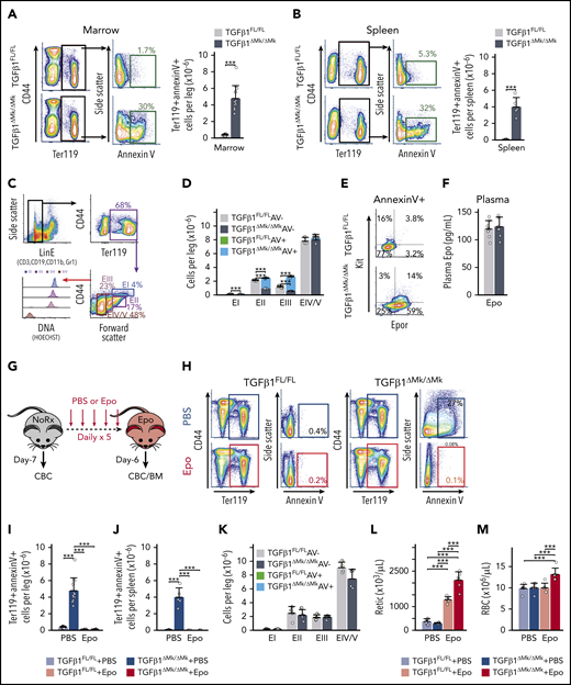 Surplus EPO-dependent EPs undergo apoptosis in vivo. (A) Gating and representative flow cytometry data are shown for annexin V staining of Ter119+ EPs in marrow from TGFβ1FL/FL (top row) and TGFβ1ΔMk/ΔMk (bottom row) mice. Quantification of the number of marrow, annexin V staining, apoptotic Ter119+ erythroid cells is shown for TGFβ1FL/FL and TGFβ1ΔMk/ΔMk mice (n = 12 per group). (B) Gating and representative flow cytometry data are shown spleen cells as described for panel A. Quantification of splenic apoptotic Ter119+ erythroid cells is shown for TGFβ1FL/FL and TGFβ1ΔMk/ΔMk mice (n = 4-6 per group). (C) Flow cytometry gating strategy using Lin− erythroid LinE− (cells not expressing CD3, B220, Gr1, or CD11b), CD44, Ter119, Hoechst (DNA), and annexin V to characterize erythroid maturation. (D) Quantification of EPs is shown (n = 3 per group). Viable cells and annexin V+ apoptotic cells for TGFβ1FL/FL (gray/green) and TGFβ1ΔMk/ΔMk (black/blue) mice, respectively. (E) Representative flow cytometry showing staining of Kit and Epor within the annexin V+/Ter119+ population identifies excess Epor+/Kit− erythroblasts within the TGFβ1ΔMk/ΔMk marrow. (F) Plasma EPO levels are shown as assessed by enzyme-linked immunosorbent assay (ELISA; n = 8 per group). (G) TGFβ1FL/FL and TGFβ1ΔMk/ΔMk mice were treated with 300 U/kg Epo daily for 5 days and euthanized on day 6 for analysis. (H) Representative annexin V staining of marrow EPCs is shown after PBS (top) or Epo (bottom) treatment of TGFβ1FL/FL (left) and TGFβ1ΔMk/ΔMk (right) mice. The number of annexin V+ apoptotic Ter119+ EPCs is shown in marrow (I) and spleen (J) before and after EPO treatment (n = 4-12 per group). (K) Apoptosis within maturing EPs is shown for marrow cells after EPO treatment, as shown in panel D. Viable cells and annexin V+ apoptotic cells for Epo-treated TGFβ1FL/FL (pink/green) and TGFβ1ΔMk/ΔMk (red/blue) mice, respectively (n = 4 per group). Reticulocyte (Retic) counts (L) and RBCs (M) are shown for TGFβ1FL/FL (gray/pink) and TGFβ1ΔMk/ΔMk (black/red) mice before and after Epo (n = 6 per group). All of the quantified data are shown as mean plus or minus SD (*P < .05, **P < .01, ***P < .001, or if not shown, the comparison was not significant). AV, annexin V; CBC, complete blood count; Rx, prescription.