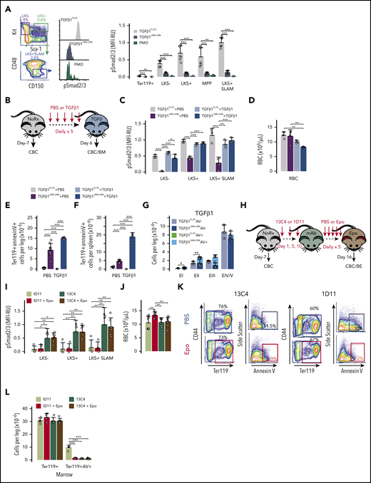 Mks direct TGFβ1 signaling in HSPCs but EP maturation is independently regulated. (A) Gating and representative flow cytometry data assessing Smad2/3 phosphorylation (pSmad2/3) within the LKS+SLAM population is shown for TGFβ1FL/FL and TGFβ1ΔMk/ΔMk mice and for the FMO− control. Mean fluorescence intensity (MFI) of pSmad2/3 within the indicated hematopoietic populations is shown for TGFβ1FL/FL and TGFβ1ΔMk/ΔMk mice (n = 7 per group). (B) Schematic showing TGFβ1FL/FL and TGFβ1ΔMk/ΔMk mice treated with 5 μg/kg TGFβ1 daily for 5 days and euthanized on day 6 for analysis. (C) MFI of pSmad2/3 staining is shown for Lin− HSPC subpopulations as quantified by flow cytometry of TGFβ1FL/FL (gray/light blue) and TGFβ1ΔMk/ΔMk (black/dark blue) mice treated with PBS or TGFβ1 (n = 3-4 mice per group). (D) RBC counts are shown for TGFβ1FL/FL and TGFβ1ΔMk/ΔMk mice treated with PBS or TGFβ1 (n = 6-7 per group). The number of Ter119+annexin V+ apoptotic cells in marrow (E) and spleen (F) is shown for TGFβ1FL/FL or TGFβ1ΔMk/ΔMk mice (n = 4-9 per group). (G) Apoptosis within maturing EPs is shown for marrow cells after TGFβ1 treatment (n = 3-4 per group), as shown in Figure 3D. (H) Schematic showing C57BL/6J mice treated with either a TGFβ-neutralizing antibody (1D11) or isotype control antibody (13C4) at a dose of 10 mg/kg on days 1, 5, and 10 and then treated daily for 5 days with either PBS or EPO (300 U/kg). All mice were euthanized for analysis on day 16. (I) MFI of pSmad2/3 staining is shown for Lin− HSPC subpopulations as quantified by flow cytometry of mice treated with 13C4 control antibody (dark green/tan) or 1D11 (light green/red) and then PBS or TGFβ1 (n = 4 to 6 mice per group). (J) RBC counts are shown for mice treated with 13C4 or 1D11 followed by either PBS or EPO (n = 8 per group). (K) Representative data for apoptosis within maturing EPs is shown for marrow cells for B6 mice treated with 13C4 or 1D11 and then either PBS or EPO, as shown in Figure 3D. (L) The total number Ter119+ and the number of annexin V+ apoptotic Ter119+ EPs is shown for mice treated with 13C4 or 1D11 and then either PBS or Epo (n = 4-6 per group). All of the quantified data are shown as mean plus or minus SD (*P < .05, **P < .01, ***P < .001, or if not shown, the comparison was not significant). mAb, monoclonal antibody; MFI-RU, MFI relative fluorescence units.