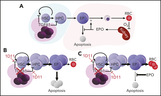 Modular model of erythropoiesis compartmentalized by Mk TGFβ1. (A) Schematic of proposed compartmentalized model of erythropoiesis. Megakaryocytic TGFβ1 serves as a gatekeeper regulating the feed of committed erythroid progenitors to a maturation module regulated by EPO. EPO-dependent erythroblast survival is controlled by the need for RBC production sensed by oxygen delivery to renal EPO-producing cells. (B) Genetic deletion of TGFβ in Mks, or use of TGFβ ligand trap (1D11), licenses production of unneeded erythroid-committed progenitors. The excess EPs are not supported by homeostatic EPO, undergo apoptosis, and fail to contribute to RBC production. (C) Excess EPs can be rescued to exogenous EPO or increased physiologic demand (eg, supplemental Figure 2).