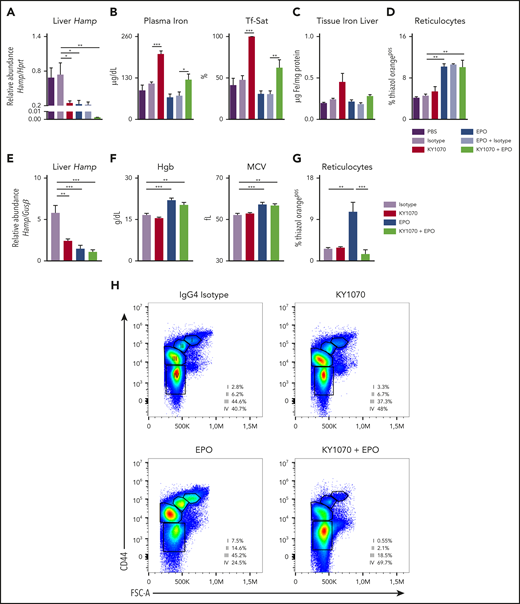 KY1070 effectively suppresses hepcidin levels in healthy mice and rats and leads to an improved erythroid output in combination with Darbepoetin alfa over time. (A-D) Healthy C57BL/6N mice were treated with a single dose of either PBS (n = 5), IgG4 isotype control (3 mg/kg; n = 5), KY1070 (3 mg/kg; n = 5), Darbepoetin alfa (10 µg/kg; n = 5), Darbepoetin alfa and IgG4 isotype control (n = 5), or KY1070 and EPO (n = 5). Liver Hamp mRNA levels (A), plasma iron (B), Tf-Sat, hepatic tissue iron levels (C), and reticulocyte counts (D) (shown as %Thiazol Orangepos) were determined 3 days after indicated treatments. (E-G) Healthy Lewis rats were treated with IgG4 isotype control (3 mg/kg; n = 6), KY1070 (3 mg/kg; n = 7), Darbepoetin alfa (10 µg/kg; n = 7), or KY1070 and EPO (n = 7). Liver Hamp mRNA levels (E), hemoglobin levels (Hgb) (F), MCV, and hepatic tissue iron levels (C), and reticulocyte counts (G) (shown as %Thiazol Orangepos) were determined at day 21 after a single KY1070 treatment ± weekly EPO application. (H) Flow cytometric analysis of rat bone marrow erythropoiesis at the end of treatment in rats of all different treatment groups. Representative dot plots for Lineageneg cells with percentages of the different erythropoietic populations (I to IV) per femur are given; basophilic cells (I), polychromatic cells (II), orthochromatic cells and reticulocytes (III), and mature RBCs (IV); for gating strategy see supplemental Figure 3F. Two-way analysis of variance (ANOVA) with Tukey corrected post hoc Student t test for multiple comparisons between all groups was applied for panels A-G. Results are shown as means ± SEM. Significant levels are indicated for the Isotype-treated control group against all treatment groups and EPO vs KY1070 + EPO–treated rodents. *P < .05; **P < .01; ***P < .001. FSC-A, forward scatter area.