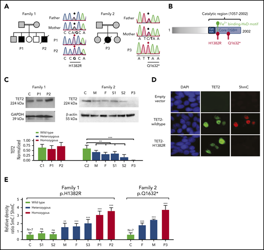 Germline homozygous LOF mutations in TET2 in 3 immunodeficient patients with lymphoma. (A) Pedigree of 2 unrelated consanguineous families, as well as Sanger sequencing results, of patients and unaffected family members with highlighted affected nucleotide (in bold) in the sequence of TET2. Affected patients, all with homozygous variant, are indicated by filled black symbols, heterozygous family members are indicated by gray symbols, and other relatives are indicated by open symbols. Slashes indicate deceased patients. Arrows above Sanger sequencing traces indicate position of mutated nucleotide (black arrow, heterozygous; red arrow, homozygous variant). The effect on amino acid sequence is shown below the underlined mutated codon. (B) Schematic diagram of TET2 protein structure with highlighted mutated residues H1382R and Q1632* within catalytic double stranded β-helix (DSBH) domain, predicting damaging effect of the mutations on enzyme activity. H1382 residue is positioned in the catalytically important Fe2+-binging HxD motif. (C) TET2 protein expression, as detected by immunoblotting, in fibroblasts of an unrelated control (C), P1, and P2 in Family 1 (upper left panel). Absent TET2 expression in P3 and its decreased expression in heterozygous relatives, as detected by immunoblotting, in PBMCs of Family 2: unrelated control (C), mother (M), father (F), sibling 1 (S1), sibling 2 (S2), and P3 (upper right panel). Quantification of TET2 expression normalized to housekeeping proteins GAPDH and β-actin. Data are mean ± SD from 2 independent experiments. **P < .01, ***P < .001 patient vs respective healthy control and pooled heterozygous relatives vs control, unpaired Student t test. (D) Impaired TET2 hydroxymethylating activity detected by 5hmC immunofluorescence staining in HEK293T cells transfected with empty lentiviral vector, Flag-tagged wt TET2, or mutant TET2H1382R. Blue, DAPI stain; green, Flag; red, 5hmC staining. Result is representative of 3 independent experiments. (E) Increased 5mC/5hmC ratio, as determined by DNA methylation assay of total blood DNA, in patients bearing homozygous H1382R and Q1632* mutations (red bars) compared with homozygous wt controls (black bars). Heterozygous relatives (blue bars) showed significantly increased intermediate levels. Data are mean ± SD from 2 independent experiments and 7 healthy controls. **P < .01, ***P < .001 vs healthy controls, unpaired Student t test. ns, not significant.