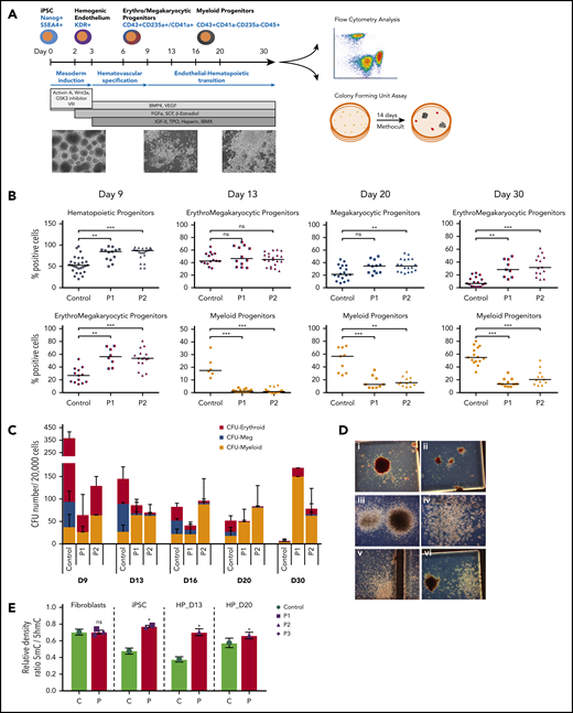 Impaired in vitro hematopoietic differentiation by TET2-deficient iPSCs. (A) Schematic presentation of experimental strategy to assess the hematopoietic differentiation capacity from iPSCs in vitro24 with representative microphotographs (original magnification, ×100) of cell culture at major differentiation stages, starting with embryoid bodies at days 0 to 3, followed by the presence of hematopoietic progenitors (HP) and their budding at days 5 to 12, and culminating in proliferation and maturation at days 13 to 30. (B) Scatter box plots demonstrating the percentage of positive cells detected by flow cytometry at individual time points during differentiation: HP (CD34+/−CD43+), erythro-megakaryocytic progenitors (CD43+CD235a+CD41a+), erythroid progenitors (CD43+CD235a+CD41a−), megakaryocytic progenitors (CD43+CD235a−CD41a+), and myeloid progenitors (CD43+CD235a−CD41a−CD45+). Horizontal lines represent median values from a minimum 6 independent experiments. **P < .01, ***P < .001, nonparametric Kruskal-Wallis test. (C) Quantitative and qualitative results of CFU assay of HP, plated at individual time points of differentiation into semisolid medium and incubated for 2 weeks, showing skewed differentiation toward the myeloid lineage at the expense of erythroid and megakaryocytic (Meg) colonies. Data are mean ± SD from a minimum of 3 independent experiments. (D) Representative microphotographs (original magnification, ×100) of individual CFU classified according to characteristic morphologic features: (i) BFU-E: burst-forming unit-erythoid, (ii) CFU-E: erythroid, (iii) CFU-GM: granulomonocytic, (iv) CFU-Meg: megakaryocytic, (v) above, CFU-E and below, CFU-G: granulocytic, (vi) left, BFU-E and right, CFU-Meg. (E) 5mC/5hmC ratio determined by DNA methylation assay in fibroblasts, iPSCs, and HP from healthy control (C) and patients (P) at day 13 (D13) and day 20 (D20) of hematopoietic differentiation in vitro. Data are mean ± SD from 2 biological repeats. *P < .05 vs healthy control, unpaired Student t test. D9, day 9; D13, day 13; D16, day 16; D20, day 20; D30, day 30; ns, not significant.
