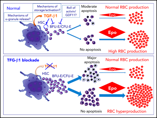In homeostatic conditions, MKs via TGFβ1 restrain stem cells and erythropoiesis with moderate ERB apoptosis that can be prevented by EPO to increase RBC production. Genetic or pharmacologic blockade of TGFβ1 awakens quiescent stem cells and unleashes erythropoiesis but in an ineffective way with major apoptosis. EPO administration may prevent apoptosis and lead to major RBC production. Many questions remain to investigate in order to fully understand this regulatory process.