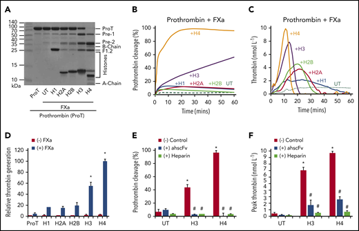 Effect of individual histones on prothrombin cleavage and thrombin generation. (A) Coomassie blue–stained gel shows the cleavage of prothrombin by FXa in the presence of individual histones after 60-minute incubation with calcium (5 mmol/L) at 37°C. (B) Densitometric quantification of the percentage of prothrombin digested over time. Mean curves from 3 independent experiments are shown. (C) Thrombin generation from FXa activation of prothrombin in the presence of individual histones and calcium (5 mmol/L) with typical curves from 3 independent experiments. (D) Mean ± SD of relative thrombin generation from 3 independent experiments. *P < .05 (Student t test) compared with that in the absence of histones. (E) Prothrombin cleavage by FXa in the presence of H3 or H4 without or with ahscFv (100 µg/mL) or heparin (6 µmol/L) following 60-minute incubation with calcium (5 mmol/L) at 37°C. Percentages were calculated from Coomassie blue–stained gels from 3 independent experiments (mean ± SD). Student t test shows significant increase compared with prothrombin + FXa alone untreated by histones (UT, red) (*P < .05). A significant reduction (#P < .05) was found when comparing prothrombin cleavage in the absence or presence of anti-histone reagents to histones alone. (F) The effects of ahscFv and heparin on thrombin generation presented as mean ± SD of thrombin (nmol/L). Student t test shows a significant increase compared with prothrombin + FXa alone untreated by histones (UT, red) (*P < .05). A significant reduction (#P < .05) was found when comparing thrombin in the absence or presence of antihistone reagents to histones alone.