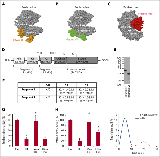 Histone H3 and H4 binding to F1 and F2 of prothrombin competes with FVa. Computer prediction using the ZDOCK server shows that H3 (PDB: 4HGA) (A), H4 (PDB: 4HGA) (B), and H2B (PDB: 5FUG) (C) bind to prothrombin (PDB: 4HZH). Specifically, H3 and H4 recognize prothrombin F1 and F2, while H2B recognizes the protease domain (thrombin). (D) Schematic representation of F1, F2, and protease domains of prothrombin. (E) Coomassie blue–stained sodium dodecyl sulfate-polyacrylamide gel electrophoresis gel showing purified prothrombin F1 and F2 produced in BL21 bacteria. (F) Binding affinities (Kd) of H2B, H3, and H4 to prothrombin F1 and F2 by SPR kinetic assay. Means ± SD are presented from 3 independent experiments. N/C, none calculable. Prothrombinase activity from FXa activation of prothrombin in the presence of phospholipids (40% phosphatidylcholine, 20% phosphatidylserine, and 40% phosphatidylethanolamine) and FVa, with or without either H4 (G) or H3 (H). All reactions were performed for 90 seconds in the presence of calcium (5 mmol/L) and terminated by the addition of EDTA (10 mmol/L). Data are represented as a percentage of classical prothrombinase activity (mean ± SD from 3 independent experiments). Student t test shows a significant decrease in prothrombinase activity compared with the absence of histones (*P < .05) and a significant increase in prothrombinase activity compared with H3 or H4 alone (#P < .05). Arrow indicates the order in which the competing reagents were added. (I) Thrombin generation in recalcified FV-deficient PPP ± H4 (50 µg/mL).