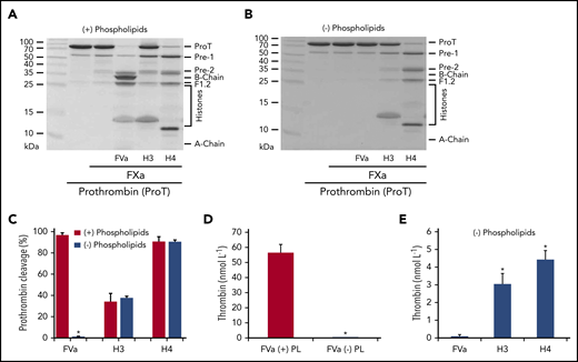 Histones enhance thrombin generation in the absence of FV and phospholipids. (A-B) Prothrombin cleavage by FXa in the presence of FVa, H3, or H4 with (A) or without (B) phospholipids (40% phosphatidylcholine, 20% phosphatidylserine, and 40% phosphatidylethanolamine) after 60-minute incubation with calcium (5 mmol/L) at 37°C. (C) Densitometric quantification of prothrombin bands from gels (A and B), presented as mean ± SD from 3 independent experiments. Student t test shows a significant decrease in prothrombin cleavage in the absence of phospholipids (*P < .05). (D) Thrombin generation from FXa activation of prothrombin in the presence of FVa with (+) or without (−) phospholipids (PL). All reactions were performed for 90 seconds in the presence of calcium (5 mmol/L) and terminated by the addition of EDTA (10 mmol/L) (mean ± SD from 3 independent experiments). Student t test shows significant decrease in prothrombin generation in the absence of phospholipids (*P < .05). (E) Thrombin generation during 90 seconds activation of prothrombin by FXa with FVa, H3, or H4 in the presence of calcium (5 mmol/L) and absence of phospholipids (mean ± SD from 3 independent experiments). Student t test shows a significant increase in thrombin generation compared with FVa (*P < .05).