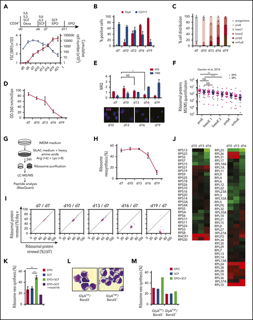 Kinetics of ribosome neosynthesis during erythroid differentiation. Human primary erythroblasts were derived from CD34+ progenitors cultured for 6 days in the presence of SCF, IL-6, IL-3, and dexamethasone (1 µM); with SCF, IL-6, and IL-3 for 1 day; with SCF and EPO between days 7 and 11; and then with EPO alone. (A) Amplification curve and cell size. Human erythroblast proliferation was expressed as the cumulative number of cells at each indicated time (closed symbols). Cell size was measured using forward scatter (FSC) light expressed as the mean fluorescence intensity (MFI; open symbols). Means ± SEM of 4 experiments. (B) Expression of the SCF receptor CD117 and GlyA by flow cytometry during human erythroblast differentiation. (C) Proportion of progenitor, ProE, baso1, baso2, polyE, and orthoE cells at the indicated days, determined by May-Grünwald-Giemsa–stained cytospins. Mean ± SEM of 4 independent experiments. (D) RNA quantification in ribosome fractions. Quantities of RNA in ribosomes of human erythroblasts purified by ultracentrifugation on sucrose gradient were measured at OD 260 nm per 106 cells. Mean ± SEM of 6 experiments. (E) Quantification (top) of pre-rRNA 45S and β-globin (HBB) transcripts by qRT-PCR. Transcripts amounts were normalized to B2M and UBC transcript amounts, and normalized relative quantities (NRQs) were calculated. Mean NRQ ± SEM of 3 experiments. Fluorescence in situ hybridization (bottom) for pre-rRNA 45S in human erythroblasts at the indicated culture times. Slides were stained using a 5'ETS probe conjugated to Alexa 647. Images were obtained on a Leica DMI6000 inverted microscope with spinning disk and analyzed with ImageJ. *P < .05. (F) Absolute quantification of RPs by MS/MS plotted from publicly available data from Gautier et al.20 Results are expressed as the median protein copy number of 4 independent experiments. **P < .01; ***P < .001, by Student t test. (G) Schematic experimental design of SILAC labeling. Human erythroblasts were metabolically labeled for 24 hours, and ribosomes were purified by differential centrifugation and analyzed by LC-MS/MS. IMDM, Iscove’s modified Dulbecco’s medium. (H) Kinetics of ribosome neosynthesis. In each experiment, the percentage of each neosynthesized RP was calculated as (H/H+L) ×100. Ribosome neosynthesis was defined as the median of neosynthesized RP percentages. Mean ± SEM of 4 experiments. (I) Concomitant decrease in RPL and RPS neosynthesis. The percentage of neosynthesis (calculated as in panel H) of each protein was plotted in 2-dimensional scatterplots to compare the value at each time point with the reference value at day 7. RPL: purple dots; RPS: pink dots. Results are representative of 4 independent experiments. (J) Comparison of the rate of neosynthesis of each RP at different time points of the human erythroid differentiation. The H/L ratio was normalized to the median of the H/L ratios of all RPs of the same subunit and transformed to log2 values. RPs in red are those with the highest rate of neosynthesis and incorporation into the ribosome. The heat maps are representative of 4 independent experiments. (K) Ribosome neosynthesis by pulse SILAC in human erythroblasts at day 10 (proE/baso1). Cells were cytokine-starved for 4 hours before incubation in SILAC medium with 10 UI/mL EPO, 100 ng/mL SCF, or EPO+SCF, in the presence or absence of 2 µM of the c-Kit inhibitor masitinib for 24 hours. For each experiment, the median of neosynthesized RP percentages was determined. Results are shown as means ± SEM of 3 independent experiments. **P < .01, by Student t test. (L) Cytology of sorted human proEs/baso1 (GlyAlow/Band3−) and baso2 (GlyAhigh/Band3+) after May-Grünwald-Giemsa staining. Original magnification ×100. (M) Ribosome neosynthesis by pulse SILAC of sorted human erythroblasts GlyAlow/Band3− and GlyAhigh/Band3+ incubated in SILAC medium with EPO+SCF for 24 hours. Results representative of 1 experiment and expressed as the median of neosynthesized RP percentages are shown.