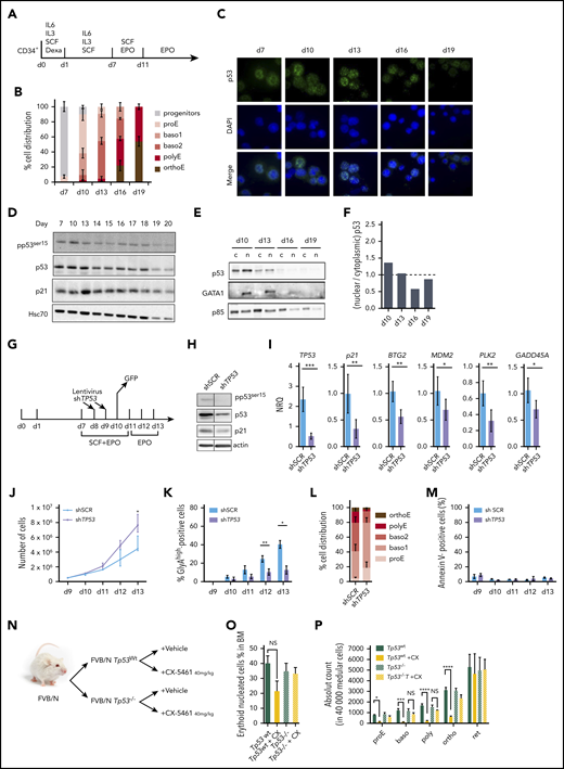 p53 is activated during erythroid differentiation. (A) Human primary erythroblasts were derived from CD34+ progenitors cultured with SCF, IL-6, and IL-3 for 6 days (with the addition of dexamethasone at day 1); with SCF and EPO between days 7 and 11; and then with EPO alone. (B) Proportion of progenitors, ProEs, baso1s, baso2s, polyEs, and orthoEs by cytological examination of May-Grünwald-Giemsa–stained cytospins. Mean ± SEM of 3 independent experiments. (C) Expression of the SCF receptor CD117 and GlyA by flow cytometry during human erythroblast differentiation. p53 expression in human primary erythroblasts at different days in culture by immunofluorescence imaging of p53 and 4′,6-diamidino-2-phenylindole (DAPI) staining, with merged images of the 2 stains. Images were obtained on a Leica DMI6000 inverted microscope with spinning disk and analyzed with ImageJ. Original magnification ×100. (D) Western blot analysis of phospho-p53 serine 15 (pp53ser15), p53, and p53 target p21/Cdkn1A during normal erythroblast differentiation. Hsc70 was used as the loading control. (E) Western blot analysis of p53 in nuclear and cytosolic fractions. GATA1 was used as the loading control for the nuclear fraction (n), and the p85 subunit of phosphatidylinositol 3 kinase was used as the loading control for the cytosolic fraction (c). (F) Quantification of nuclear and cytoplasmic expression of p53 is expressed as the nuclear/cytoplasmic ratio. (G) Timeline of GFP-shRNA lentivirus transduction at days 8 and 9 and control of GFP expression at day 10. Cells were analyzed during the 4 days after the last transduction (day 13). (H) Western blot analysis of TP53 knockdown by shRNA at day 13. An SCR shRNA was the control. pp53ser15, p53, and p21/Cdkn1A protein expression are shown. Actin was used as the loading control. (H) Erythroid differentiation was assessed by the quantification of GlyA expression by flow cytometry. Results are expressed as mean percentages ± SEM of 3 experiments. (I) qRT-PCR measurement of p53 target genes quantities in shTP53 and shSCR erythroblasts. Transcript levels were normalized to B2M, UBC, and ACTB levels. Results are expressed as mean NRQs ± SEM of 3 experiments. (J) Proliferation curve of shTP53 and shSCR erythroblasts in a cumulative number of cells. (K) GlyA expression in shTP53 and shSCR erythroblasts. Mean percentages ± SEM of 3 experiments. (L) Proportions of erythroblasts by cytological examination of May-Grünwald Giemsa–stained cytospins at day 13. Mean percentage ± SEM of 3 experiments. (M) Apoptosis measured as the mean percentage ± SEM of annexin V+ cells in 3 experiments. (N) Design of mouse experiments. FVB/N Tp53−/− or Tp53wt mice were treated with 40 mg/kg CX-5461 for 24 hours. (O-P) Bone marrows were collected and the percentage of erythroid nucleated cells (O) and the absolute number of proE, baso, poly, ortho, and reticulocytes (P) were determined by flow cytometry. *P < .05; **P < .01; ***P< .001, by Student t test.