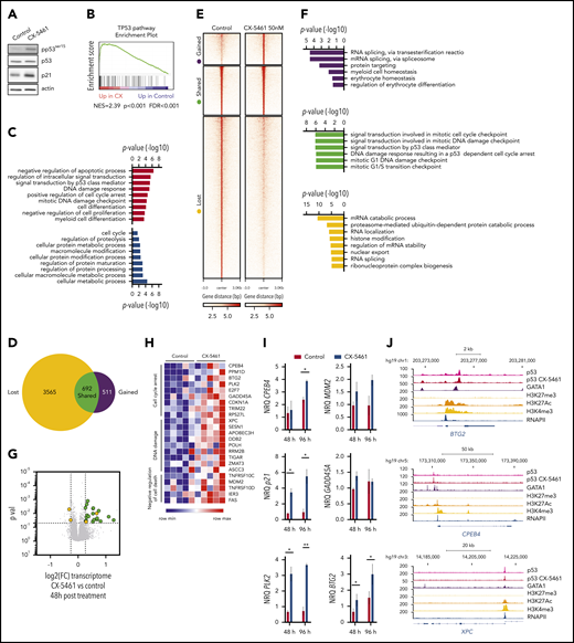 Activation of a p53-dependent transcriptional program during erythroid differentiation. Human primary erythroblasts were cultured with SCF, IL-6, and IL-3 for 6 days (with the addition of dexamethasone at day 1) and then with SCF and EPO between days 7 and 11. CX-5461 (50 nM) was added at day 9 for 48 hours, and control or treated cells were collected at day 11. (A) Western blot showing p53 activation by CX-5461. Actin was used as the loading control. Representative results of 3 independent experiments. (B) GSEA of p53 pathway genes in erythroblasts treated by CX-5461 or vehicle. NES, normalized enrichment score. (C) GO term enrichment analysis of differentially expressed genes between treated and untreated erythroblasts with CX-5461 for 48 hours. (D) Venn diagram of the repartition of p53 direct target genes identified by ChIP-seq in CX-treated and control erythroblasts. Lost, control; shared, control or CX-5461; gained, CX-5461. (E) ChIP-seq density heat maps showing the landscape of p53 target genes in control and CX-5461 treatment conditions. (F) GO analysis of the 70 upregulated p53 direct target genes after CX-5461 treatment. (G) Volcano plot representing p53 targets identified by ChIP-seq, either shared by control and CX-5461 treatment conditions (green) or detected in control conditions (yellow), the expression of which in log2 (FC) is upregulated by CX-5461. FC, fold change. (H) Heat map visualization of the most representative p53 direct target genes upregulated after CX-5461 treatment. (I) Quantification of p53 direct target gene expression after 48 and 96 hours of CX-5461 treatment by qRT-PCR. *P < .05, **P < .01, by Student t test. (J) Combined analysis of p53 peaks in selected genes in control and CX-5461 treatment conditions and GATA1, H3K27me3, H3K27, H3K4me3, and RNA Pol II (RNAPII) peaks identified in human proEs by Xu et al31 and Huang et al.32
