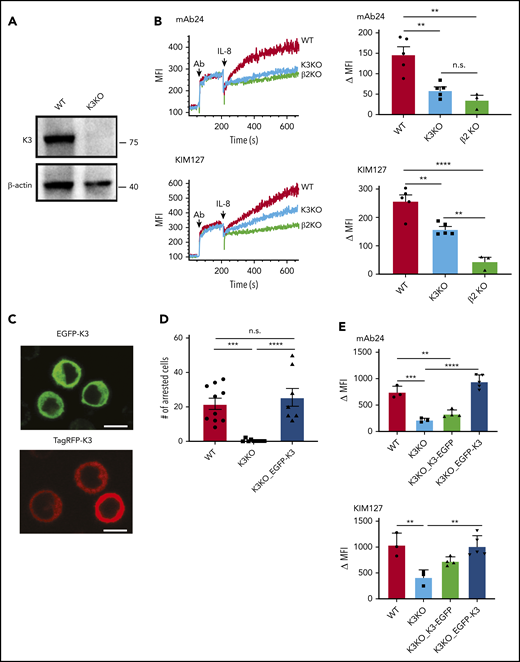Kindlin-3 is essential for high-affinity integrin activation and HL-60 cell arrest. (A) A clustered regularly interspaced short palindromic repeats (CRISPR)/CRISPR-associated (Cas)–based gene-editing tool was used to delete kindlin-3 from HL-60 cells. Western blot detection of kindlin-3 was performed in WT or K3KO HL-60 cells. (B) Differentiated HL-60 cells deficient in kindlin-3 or integrin β2 (β2KO) were incubated with 100 ng/mL IL-8 in the presence of the fluorescently labeled, conformation-specific reporters mAb24 and KIM127. Real-time flow cytometry (left) was used to measure the binding of mAb24 and KIM127. Data are the change in median fluorescence intensity (MFI; right). Means ± SEM (n = 5, 5, and 3 individual experiments in WT, K3KO, and β2KO cells, respectively). (C) Fluorescent images of K3KO HL-60 cells expressing kindlin-3 fusion proteins (EGFP-K3 or TagRFP-K3). EGFP-K3 and TagRFP-K3 HL-60 were excited at 488 nm (top) and 561 nm (bottom), respectively. Scale bars, 10 µm. (D) WT, K3KO, or EGFP-K3 HL-60 cells rolled on P-selectin-Fc/ICAM-1-Fc substrate and were perfused with IL-8 (100 ng/mL) in a microfluidics-based cell arrest assay. Arrested cells per field were counted. (E) Integrin activation was measured by flow cytometry in WT and K3KO-, K3-EGFP–, and EGFP-K3–reconstituted HL-60 cells (n = 3, 3, 4, and 5, respectively). **P < .01; ***P < .001; ****P < .0001; n.s., not significant.