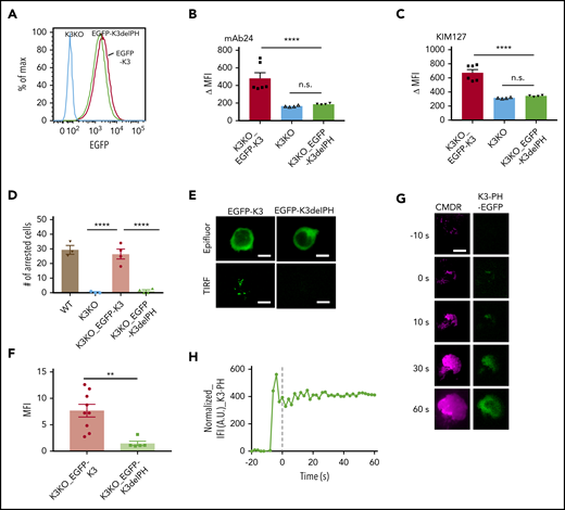 The PH domain of kindlin-3 is crucial for integrin activation and neutrophil adhesion. (A) K3KO HL-60 cells were reconstituted with WT kindlin-3 (K3KO_EGFP-K3) or K3 with PH domain truncation (K3KO_EGFP-K3delPH). The cells were sorted to match similar expression levels of EGFP. Flow cytometry with mAb24 and KIM127 antibodies was used to evaluate the IL-8–induced high-affinity integrin activation (B) and extension (C). The cell arrest assay (D) was performed on a substrate of P-selectin/ICAM-1 at a wall shear stress of 6 dyn/cm2. (E) Epifluorescence (Epifluor.) or TIRF image of EGFP-K3 and EGFP-K3dPH cells after stimulation with IL-8. (F) Quantification of the MFI of EGFP-K3 and EGFP-K3dPH recruited to the membrane. Means ± SEM of 9 EGFP-K3– and 5 EGFP-K3dPH–expressing cells. (G) qDF imaging of HL-60 cells expressing kindlin-3 PH domain-EGFP (green, right), kindlin-3-TagRFP (not shown) and labeled with membrane dye CMDR (magenta, left). Bar represents 5 μm. (H) The EGFP intensity was normalized to the membrane intensity, as in Figure 2. **P < .01; ****P < .0001.