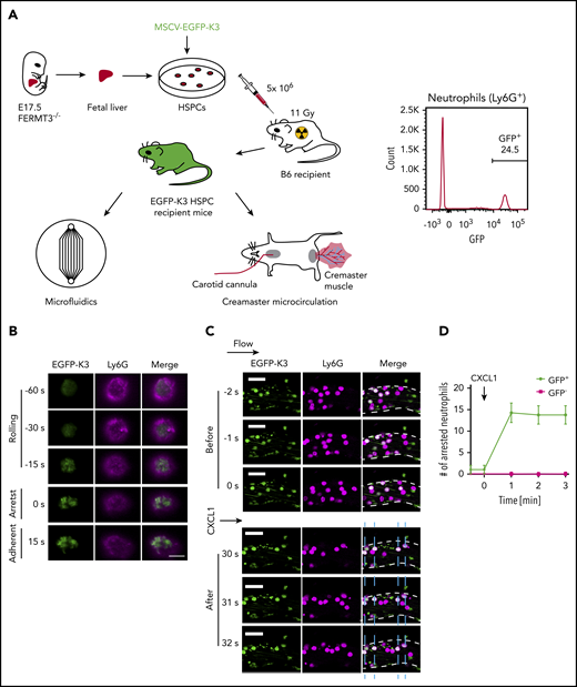 Recruitment of kindlin-3 to the plasma membrane during mouse neutrophil arrest. (A) Generation of mice reconstituted with EGFP-K3 and K3KO leukocytes for qDF and intravital imaging. Representative flow cytometric analysis of EGFP-K3 expression (percentage of positive cells indicated) in neutrophils from mouse whole blood (right). (B) Bone marrow cells were flushed from recipient mice reconstituted with EGFP-K3 (green) and labeled with 1 μg/mL anti-Ly6G antibody (Ly6G-AF647, magenta). qDF imaging was performed in mouse neutrophils rolling on mouse P-selectin/ICAM-1 substrate at 6 dyn/cm2 in a microfluidics-based flow chamber. Neutrophil arrest was induced by application of 10 ng/mL CXCL1. Flow direction was from top to bottom. Scale bar, 5 μm. Results are representative of 3 independent experiments. (C) Fluorescence (EGFP-K3 and Ly6G-AF647) images of neutrophils at the indicated time points before and after application of CXCL1. Vessel walls are outlined by broken white lines. Horizontal arrow indicates the direction of blood flow. Blue dashed lines indicate positions of arrested neutrophils (white, EGFP-K3+Ly6G+). Scale bars, 20 μm. (D) The number of adherent neutrophils in mouse cremaster muscle venules of reconstituted mice, before and after injection of 300 ng CXCL1 via the carotid artery catheter. Data are shown as means ± SEM; n = 4 observations in 4 vessels after 4 individual CXCL1 injections. MSCV, murine stem cell virus.