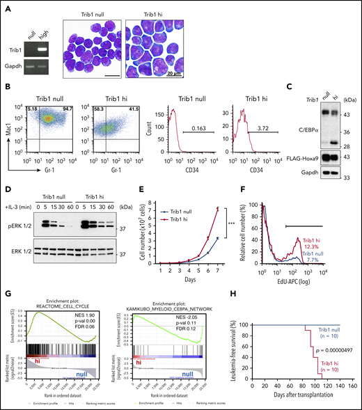 Trib1 expression induces an aggressive AML phenotype. (A) Morphologies of Hoxa9-expressing AML cells with (hi) or without (null) Trib1 expression (right). Reverse transcription (RT) PCR of Trib1 expression in hi cells (left). Scale bars, 20 μm. (B) Fluorescence-activated cell sorting analysis shows decreased expression of Mac1 and Gr-1 (left) and an increased CD34-positive fraction (right) in Trib1 hi cells. The numbers indicate frequencies (%) of Mac1/Gr-1-double-positive, Mac1-single-positive, and CD34-positive fractions. (C) Decreased expression of the p42 isoform of C/EBPα in Trib1 hi cells. (D) Enhanced and prolonged phosphorylation of ERK1/2 in Trib1 hi cells. (E) Increased proliferation of Trib1 hi cells. ***P < .001. (F) Increased 5-ethynyl-2′-deoxyuridine (EdU) incorporation in Trib1 hi cells. (G) Gene set enrichment analysis shows correlation of the cell cycle pathway (left) and inverse correlation of the C/EBPα network gene sets (right). FDR, false discovery rate; NES, normalized enrichment score; p-val, P value. (H) AML developed by transplantation of Trib1 hi cells with a median survival time of 97.1 days, whereas transplantation of Trib1 null cells failed to show AML development in vivo. Significance between 2 cohorts was examined by a log-rank test.