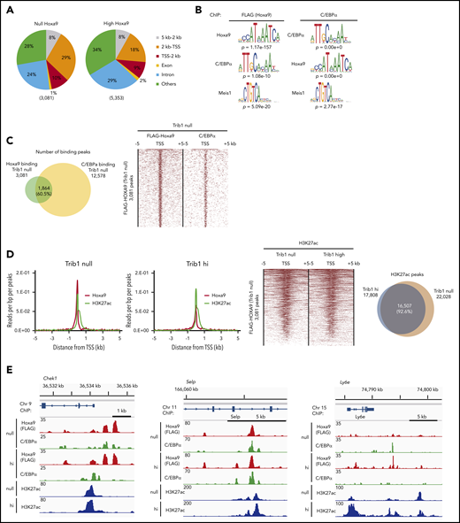 Hoxa9-binding sites in Trib1 hi and null cells show close association with enhancers and C/EBPα-binding sites. (A) Global distribution of Hoxa9-binding peaks. (B) MEME suite motif analysis shows enrichment of the C/EBPα motif in Hoxa9-binding peaks and vice versa in Trib1 null cells. The Meis1-binding motif was also enriched in both Hoxa9 and C/EBPα peaks. (C) Venn diagram showing frequent overlaps between Hoxa9- and C/EBPα-binding peaks in Trib1 null cells (left). Density plot of Hoxa9 and C/EBPα ChIP-seq data sets centered on TSSs (right). Each row represents a single peak. (D) Meta-profile of average ChIP-seq signals for Hoxa9 and H3K27ac in Trib1 null (left) and hi (right) cells in the region ± 5 kb around TSSs. (E) ChIP-seq occupancy profiles for C/EBPα, Hoxa9, and H3K27ac at the Chek1, Selp, and Ly6e loci.