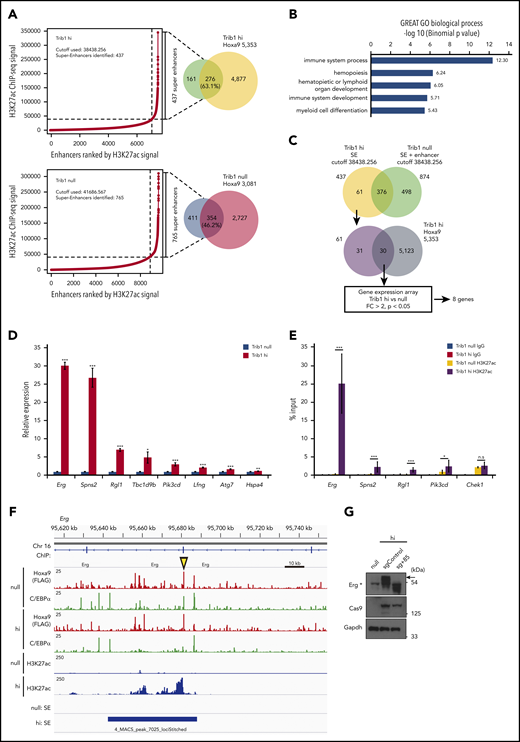 Different super-enhancer distribution between Trib1 hi and null cells identifies Hoxa9/Trib1 target genes. (A) Enhancers were ranked by increasing H3K27ac ChIP-seq signals in Trib1 hi (left, top) and null (left, bottom) cells. Using the ROSE algorithm, 437 and 765 enhancers were defined as super-enhancers in Trib1 hi and null cells, respectively. Overlap between super-enhancers and Hoxa9 DNA-binding peaks are shown in Venn diagrams (right). (B) Enrichment of Gene Ontology biological process for Trib1 hi super-enhancer loci. (C) Schematic diagram for target gene identification. SE, super-enhancer. (D) Quantitative RT-PCR shows increased expression of Hoxa9/Trib1 target genes in Trib1 hi cells. (E) Quantitative ChIP-PCR of H3K27ac signals for super-enhancers of Erg, Spns2, Rgl1, and Pik3cd. The Chek1 locus is shown as a negative control. Three distinct loci for each super-enhancer were examined, and the average accumulation in these 3 loci is indicated. (F) Density plots for ChIP-seq reads of C/EBPα, Hoxa9, and H3K27ac in Trib1 hi and null cells at the +85 enhancer of Erg. The yellow arrowhead indicates the position of the sgRNA for the +85 enhancer. (G) Immunoblotting shows significant decrease of Erg protein expression (arrow) by knockout of the Erg enhancer using a sgRNA for the +85 enhancer. The asterisk in immunoblotting indicates nonspecific bands. *P < .05, **P < .01, ***P < .001; n.s, not significant.