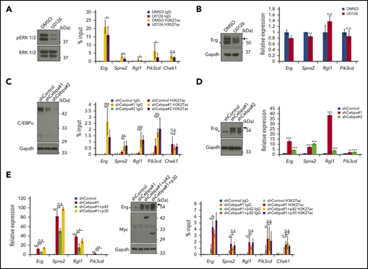 Trib1 modulates super-enhancer activity and gene expression via C/EBPα degradation. (A) Trib1 hi cells were treated with the MEK1 inhibitor U0126 (10 μM) for 24 hours. Inhibition of ERK1/2 phosphorylation is evidenced by immunoblotting (left). Quantitative ChIP-PCR showing relative signals of H3K27ac to input DNA (right). The Chek1 locus was used as a negative control. (B) Quantitative RT-PCR showing mild downregulation of Erg and Spns2 expression by U0126 treatment (right). Expression of the Erg protein (arrow) was also diminished (top). (C) Cebpa was silenced by shRNA treatment using 2 different sequences in Trib1 null cells. The effect of shRNA was confirmed by immunoblotting (left). Quantitative ChIP-PCR showing relative signals of H3K27ac to input DNA (right). The Chek1 locus was used as a negative control. Three distinct loci for each super-enhancer were examined and the average accumulation in these 3 loci is indicated. (D) Quantitative RT-PCR showing upregulation of Erg, Spns2, Rgl1, and Pik3cd expression by Cebpa silencing (right). Expression of the Erg protein (arrow) is significantly upregulated (left). (E) Quantitative RT-PCR showing partial reduction of the Cebpa silencing effect on Erg, Spns2, Rgl1, and Pik3cd expression by human CEBPA p42, but not p30, expression (left). Western blot showing moderate decrease of the Erg protein by p42, but not p30, expression (center, top). Myc-tagged p42 or p30 expression (center, middle). Quantitative ChIP-PCR showing relative signals of H3K27ac to input DNA (right). The Chek1 locus was used as a negative control. *P < .05, **P < .01, ***P < .001. DMSO, dimethyl sulfoxide.