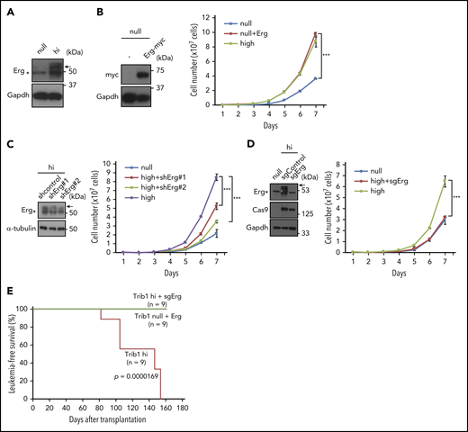 Erg is an important downstream target involved in the effect Trib1 has on Hoxa9. (A) Immunoblotting showing an increase in 55-kDa Erg protein expression (arrow) in Trib1 hi cells. (B) Growth promotion of Trib1 null cells by Myc-tagged Erg overexpression. Immunoblotting of Myc-tagged Erg protein expression (left). Cell numbers of Trib1 null, Trib1 null with Erg, and Trib1 hi cells are shown on the right. (C) shRNA-mediated silencing of Erg. Relative Erg mRNA expression is shown (left). Cell numbers of Trib1 null, Trib1 hi, and Trib1 hi introduced with 2 different shRNA lentivirus are shown on the right. (D) Erg knockout by CRISPR/Cas9 in Trib1 hi cells. Cell numbers of Trib1 null, Trib1 hi, and Trib1 hi cells with sgRNA-mediated Erg knockout (right). (E) A Kaplan-Meier survival curve for Trib1 hi, Trib1 hi cells with sgRNA-mediated Erg knockout, and Trib1 null cells with Erg overexpression. Significance between Trib1 hi and Trib1/Erg knockout, and between Trib1 hi and Trib1 null/Erg overexpression was examined by a log-rank test. ***P < .001.