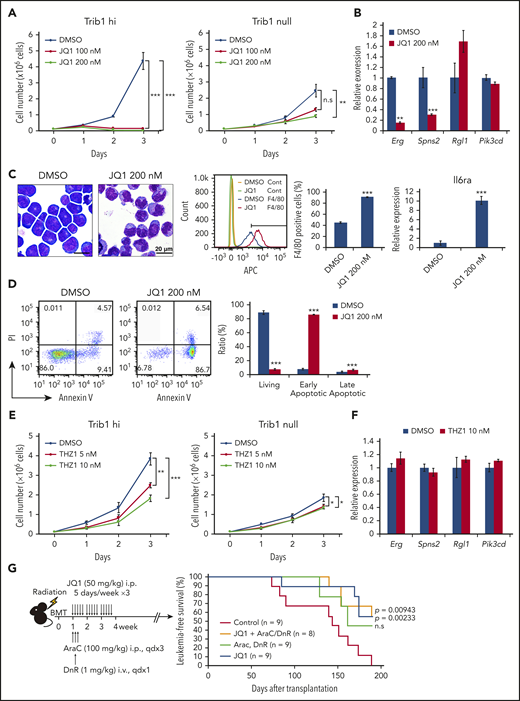 JQ1 treatment inhibits the growth of Trib1 hi AML and leads to Erg downregulation. (A) Growth of Trib1 hi (left) and null (right) cells treated with JQ1 or vehicle. (B) Quantitative RT-PCR showing downregulation of Erg and Spns2 but not Rgl1 and Pik3cd expression after JQ1 treatment. (C) Monocytic differentiation of Trib1 hi cells by JQ1 treatment of 24 hours. Left, Giemsa staining; center, flow cytometric analysis for F4/80 expression. The isotype control-stained cells are indicated as yellow and green histograms. F4/80-positive fractions are quantitated as bar graphs; right, qRT-PCR for Il6ra expression. Scale bar: 20 μm. (D) Detection of early apoptosis induced by JQ1 treatment of 48 hours. Annexin V staining shows a significant increase in early apoptotic cells, as evidenced by flow cytometry (left). Bar graphs show an increase in both early and late apoptotic cells (right). (E) Growth of Trib1 hi (left) and null (right) cells treated with THZ1 or vehicle. (F) Quantitative RT-PCR shows no significant changes in target gene expression by THZ1 treatment. (G) In vivo treatment of mice bearing AML with JQ1 and with or without cytarabine (AraC) and daunorubicin (DnR). Schematic illustration of the experiment (left). Kaplan-Meier survival curves showing improvement of survival with JQ1 treatment and with or without AraC and DnR. ** P < .01, *** P < .001. BMT, bone marrow transplant; i.p., intraperitoneal; PI, propidium iodide.