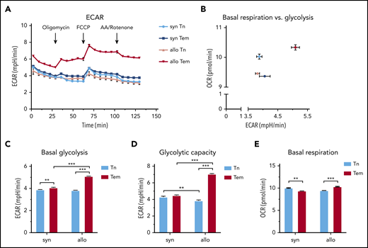 CD4+ Tem cells exhibit a higher ECAR compared with CD4+ Tn or syngeneic CD4+ Tem in cGVHD. (A) Single-cell suspensions were generated from pooled harvested spleens of syngeneic (n = 5 mice) and allogeneic (n = 9 mice) HSCT recipients on day 14. The cells underwent positive selection using CD4 magnetic microbeads, followed by FACS. FACS-purified T cells were plated using CellTak at a seeding density of 100 000 live sorted cells per well and treated with oligomycin (1 µM), carbonyl cyanide 4-(trifluoromethoxy)phenylhydrazone (FCCP; 0.5 µM), and antimycin A (AA)/Rotenone (1 µM) at indicated time points. The number of technical replicates equals n = 8 to 32 wells per subtype; data are representative of 2 independent experiments. (B) Basal glycolysis vs basal respiration. (C) Basal glycolysis based on the mean of the 2 time points before oligomycin injection. (D) Glycolytic capacity measured after FCCP addition (mean of 4 time points). (E) Basal respiration rate based on the mean of the 3 time points before oligomycin injection. All data are represented as mean + SEM, statistical testing using a 2-way ANOVA, *P < .05, **P < .01, ***P < .001. OCR, oxygen consumption rate.