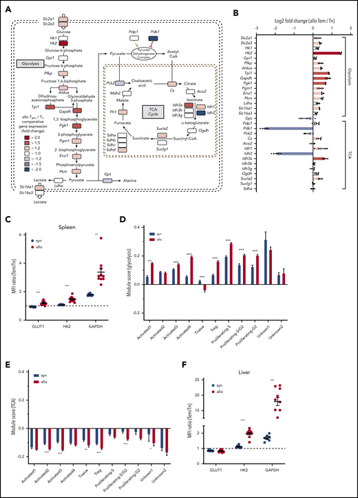 RNAseq of allogeneic CD4+ Tn and Tem cells indicates an overall upregulation of glycolytic enzymes in alloreactive Tem cells. (A) FACS-purified allogeneic Tem and Tn cells from the spleen (>0.5 million cells per sample) were pooled from multiple study animals on day 14. RNA was extracted from pooled samples of each cell type (n = 1 for Tn, n = 3 for Tem), and the library was generated using the HyperPrep RNA-Seq Kit. All samples were sequenced on a HiSeq4000 (Illumina), and the reads were trimmed, mapped to the reference genome, and normalized to the library size as counts per million. The shaded squares indicate an increased (red) or decreased (blue) expression in Tem cells over Tn cells, and log2 fold-change values are indicated in panel B. (C) CD4+ T cells were isolated from the spleen of syngeneic and allogeneic animals on day 14 posttransplant and analyzed via flow cytometry to analyze the protein expression of GLUT1, HK2, and GAPDH in naive CD4+ and Tem cells. The ratio of the median fluorescence intensity of Tem to Tn cells is displayed as mean ± SEM; n = 7 (syn)/10 (allo) animals; Welch’s ANOVA test with Dunnett’s T3 multiple comparison test. (D) Gene expression module score of glycolysis genes and (E) TCA cycle genes in a single-cell sequencing data set of CD4+ cells isolated from the liver of syngeneic and allogeneic mice on day 14 posttransplant quantifying the up- or downregulation of a predefined set of genes (see also supplemental Table 3). Data were generated from 3 separately processed biological replicates for each condition that were pooled for the bioinformatic analysis. Two-way ANOVA with Sidak’s multiple comparison test; bar graphs represent mean ± SEM. (F) Quantification of the protein expression of GLUT1, HK2, and GAPDH in T-cell subsets isolated from the liver on day 14 as described in panel C. Aco2, aconitase 2; Aldoa, fructose-bisphosphate aldolase A; Cs, citrate synthase; Eno1, enolase 1; Fh, fumarate hydratase; Gpi1, glucose phosphate isomerase 1; Gpt, glutamate pyruvate transaminase; Hk1, hexokinase 1; Idh, isocitrate dehydrogenase 1; Ldha, lactose dehydrogenase A; Mdh, malate dehydrogenase; MFI, mean fluorescence intensity; Ogdh, oxoglutarate dehydrogenase; Pck2, phosphoenolpyruvate carboxykinase 2; Pdk1, pyruvate dehydrogenase kinase 1; Pdp1, pyruvate dehydrogenase phosphatase 1; Pfkp, phosphofructokinase; Pgk1, phosphoglycerate kinase 1; Pgm1, phosphoglucomutase1; Slc2a1, solute carrier family 2 member 1 (GLUT1); Slc2a3, solute carrier family 2 member 3 (GLUT3); Slc16a1, solute carrier family member 16 (MCT1); Slc16a3, solute carrier family 2 member 1 (MCT4); Sucla, succinyl-CoA ligase; Sudh, succinate dehydrogenase. *P < .05, **P < .01, ***P < .001.
