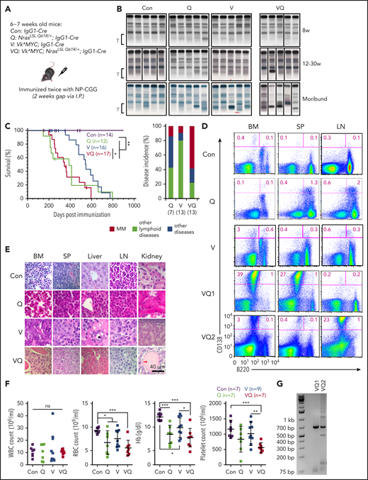 A fraction of NrasQ61R/+; Vκ*MYC mice develop MM. (A) Acronyms of transgenic mouse lines and illustration of IgG1-Cre induction scheme. (B) SPEP was performed on representative mice from each group serially bled at the indicated weeks. The brackets show the γ-globulin component of the serum. (C) Kaplan-Meier survival curves (left) and disease incidences (right) of different groups of animals. MM is defined as CD138+B220− cells being >10% in BM, spleen, and/or LN along with end-organ abnormalities. (D) Flow cytometric analysis of B220 and CD138 expression on cells from BM, spleen (SP), and LN. Representative density plots from each group are shown. (E) Representative images of hematoxylin-and-eosin (H&E)-stained BM, SP, liver, LN, and kidney sections; scale bar, 40 μm. Red arrow indicates an area with protein deposition mimicking the histologic findings in myeloma kidney. (F) Complete blood count (CBC) of peripheral blood samples collected from moribund mice and age-matched control mice. (G) Clonality analysis of VQ1 and VQ2 CD138+ cells using DJH recombination polymerase chain reaction (PCR) assay. *P < .05; **P < .01; ***P < .001. Hb, hemoglobin; I.P., intraperitoneal; ns, not significant; RBC, red blood cell; WBC, white blood cell.