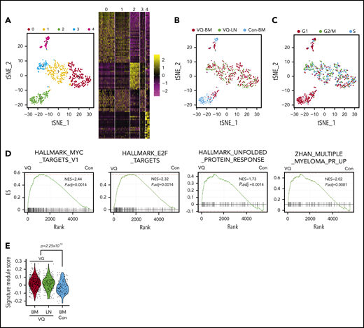 VQ myeloma cells display unique transcriptional signatures from normal plasma cells. CD138+B220− cells were sorted from age-matched control BM (Con-BM) and VQ-D2 BM and LN. scRNA-Seq analysis was performed as described in “Methods.” (A) tSNE plot depicting 749 single plasma cells derived from control and VQ-D2 mice. Each cluster is represented by a specific color and number. The top 20 genes expressed in each cluster are presented in the heatmap. (B) Samples are color-coded and projected on the tSNE plot (blue, Con-BM; red, VQ-BM; green, VQ-LN). (C) Cell-cycle phases are color-coded and projected on the tSNE plot (red, G1; green, G2/M; blue, S). (D) GSEA was performed between VQ-BM and Con-BM plasma cells. Adjusted P value (P.adj) and normalized enrichment score (NES) are shown on each plot. (E) Signature module scores were calculated for each cell based on the expression levels of genes associated with high-risk MM and the average expression profile of each cell. P value was determined using the Welch t test between VQ (BM + LN) and Con-BM. ES, enrichment score.