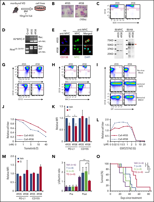 Combined MEK inhibitor and pan bromodomain and extraterminal domain inhibitor ameliorate MM phenotypes and prolong the survival of VQ myeloma mice. (A-I) Two MM cell lines were established from VQ-D2 recipient mice. (A) Schematic illustration of the procedure to establish 2 VQ MM cell lines. (B) Representative images of H&E-stained 4935 and 4938 cells; original magnification ×100. (C) Flow cytometric assay of B220 and CD138 expression on the 2 cell lines. (D) Genotyping of NrasQ61R and Vκ*MYC alleles in the 2 cell lines. (E) hMYC expression in the cell lines was detected using confocal immunofluorescence. Scale bar, 10 μm. Middle and right panels: 4′,6-diamidino-2-phenylindole (DAPI) stain. (F) Hemagglutinin (HA)-tagged hMYC expression in the cell lines was validated using western blot analysis. Left, rabbit anti-Myc antibody; right, rat anti-HA antibody conjugated with horseradish peroxidase. (G-H) Flow cytometric analysis of CD138, PD-L1, CD155 (G), MHC-I, and MHC-II (H) expression on the cell lines. (I) Quantification of retroviral and lentiviral infection rate in the cell lines based on flow cytometric analysis of green fluorescent protein (GFP). (J-K) VQ MM cell lines were treated with increasing concentrations of trametinib for 48 hours. (J) Cell growth was measured using Cell TiterGlo assay. (K) Quantification of surface expression of PDL1 and CD155 in the presence of 10 nM trametinib. (L-M) VQ MM cell lines were treated with increasing concentrations of GSK525762 for 48 hours. (L) Cell growth was measured using Cell TiterGlo assay. (M) Quantification of surface expression of PDL1 and CD155 in the presence of 3 μM GSK525762. (N-O) VQ recipients were treated with vehicle or drug(s) as described in “Methods.” (N) SPEP was performed to quantify the γ/A ratios in VQ recipient mice before treatment (Pre) and at day 21 of treatment or at moribund before day 21 (Post). Note: some of the recipients were found dead and unable to be analyzed. Paired, 2-tailed Student t tests were performed. (O) Kaplan-Meier survival curves were plotted against days after treatment. Log-rank test was performed. *P < .05; **P < .01. G, GSK525762; IB, immunoblot; MFI, mean fluorescence intensity; MSCV, murine stem cell virus; T, trametinib; TG, trametinib and GSK525762; Veh, vehicle.