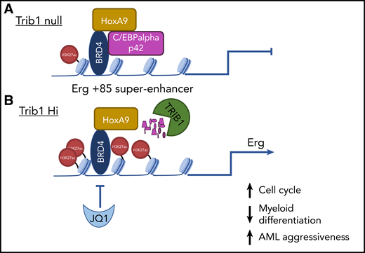 Schematic depiction of Erg +85 superenhancer in Trib1 null and Trib1 Hi HoxA9-expressing leukemia cells. (A) Trib1 null; (B) Trib1 Hi.