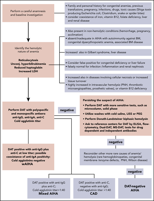 Diagnostic algorithm of AIHA. The DAT or Coombs test is the cornerstone of diagnosis, and allows the distinction of the different forms of AIHA. wAIHA is the most common form, accounting for 60% to 70% of all cases; the DAT is positive with anti-IgG antisera (70% of all wAIHA) or anti-IgG plus C at low titer. Cold agglutinin disease (CAD; 20% to 25% of all AIHAs) is characterized by DAT positivity with anti-C antisera and high titer of cold agglutinins. In mixed forms (5% to 10% of all AIHAs), the DAT is positive for IgG plus C, and cold agglutinins are present at high titer. The atypical forms (∼10% of all AIHAs) include DAT−, IgA, and warm IgM-driven AIHAs. Finally, it is necessary to record the very rare form named paroxysmal cold hemoglobinuria (1% to 3% of all AIHAs) sustained by the biphasic Donath-Landsteiner hemolysin. ELISA, enzyme-linked immunosorbent assay; LISS, low-ionic salt solution; MS-DAT, mitogen-stimulated DAT; PEG, polyethylene glycol; PNH, paroxysmal nocturnal hemoglobinuria.