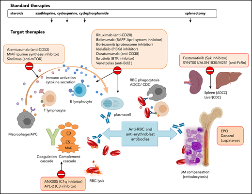 Standard and target therapies for wAIHA. This figure represents the various immunologic mechanisms involved in AIHA pathogenesis, including macrophages, T and B lymphocytes, cytokines, activation of the complement cascade, ADCC in the spleen, and/or complement-dependent cytotoxicity (CDC) in the liver, and lack of BM compensation. Standard therapies include steroids and immunosuppressors that do not act specifically on the various mechanisms and splenectomy. Target therapies are directed against specific immunological mechanisms. APC, antigen-presenting cell; BAFF, B-cell–activating factor; BTK, Bruton tyrosine kinase; CAD, cold agglutinin disease; MAC, membrane attack complex; MMF, mycophenolate mofetil; mTOR, mammalian target of rapamycin; PI3K, phosphoinositide 3-kinase; Syk, spleen tyrosine kinase.