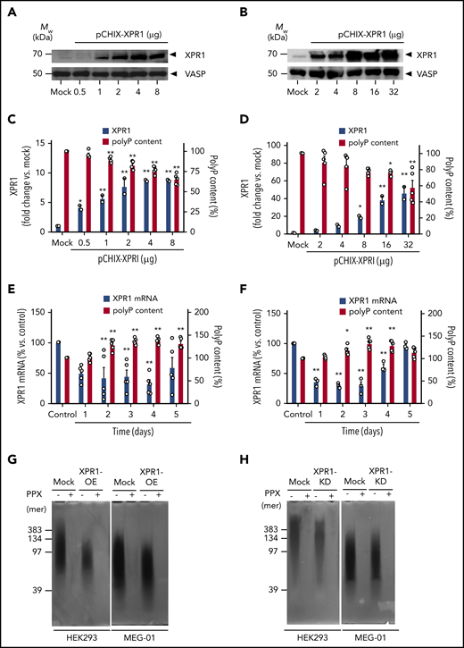 XPR1 expression levels inversely correlate with polyP content in cells. HEK293 cells and MEG-01 megakaryocytes were transiently transfected with the indicated amounts of pCHIX-XPR1 or empty (Mock) vector. HEK293 (A) and MEG-01 (B) cells were analyzed by western blot with anti-XPR1 antibodies (top) after 24 and 48 hours, respectively. The cytoskeleton protein vasodilator-stimulated phosphoprotein (VASP) served as the loading control (bottom). XPR1 and polyP levels in XPR1-overexpressing HEK293 (C) and MEG-01 (D) cells. HEK293 (E) and MEG-01 (F) cells were transfected with 250 nM XPR1 siRNA and XPR1 mRNA expression and polyP were analyzed every 24 hours for 5 days. The expression of XPR1 mRNA was normalized to 18S rRNA signal and plotted, as a percentage of XPR1 expression at day 0 after control siRNA treatment (100%). Data are expressed as the mean ± standard error of the mean, by 1-way analysis of variance and Tukey’s multiple comparison test. *P < .05; **P < .01. PolyP from XPR1-overexpressing (OE) (G) or siRNA-treated XPR1 knockdown (KD) (H) cells was extracted, and equal amounts (10 ng per lane) of polyP were loaded, separated on polyacrylamide/urea gel, and visualized by negative DAPI staining. For the control, purified polyP was loaded before (−) or after (+) incubation with PPX (10 μg/ml for 1 hour).