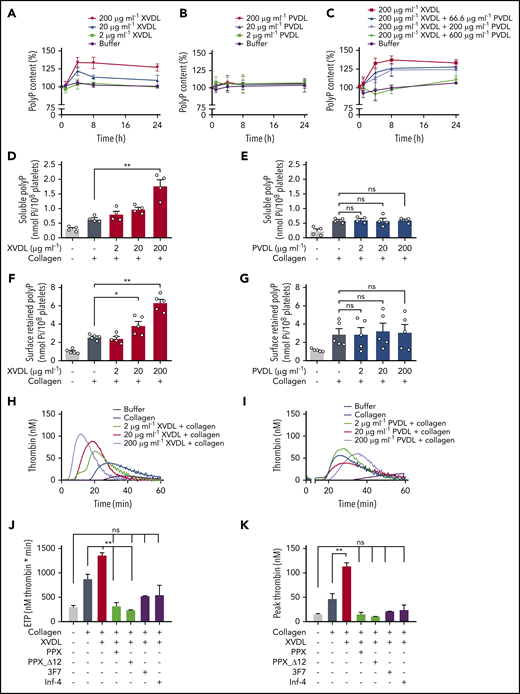 Interference with XPR1 increases platelet polyP and promotes activated platelet-driven coagulation via the polyP/FXII pathway. (A-B) Washed human platelets were preincubated with XVDL (A), PVDL (B), or XVDL (200 μg/ml) and increasing PVDL concentrations (0-600 μg/ml) (C) for 1, 4, 8, or 24 hours. PolyP was measured as monophosphate with a malachite green assay. PolyP content before treatment was set to 100%. Analysis of released soluble polyP in the supernatant (D-E) and insoluble platelet membrane–associated polyP in collagen-stimulated (10 μg/ml) platelets (F-G) after a 4-hour incubation with XVDL and PVDL, respectively. PolyP was measured as in panel C. (H-I) Real-time thrombin formation in collagen-stimulated human PRP that was preincubated for 4 hours with XVDL or PVDL (2-200 μg/ml). Results are representative of 5 experiments. Endogenous thrombin potential (ETP) (J) and maximum (peak) thrombin (K) triggered in collagen-stimulated human PRP preincubated for 4 hours with XVDL (200 μg/ml) in the presence of PPX (500 μg/ml), PPX_Δ12 (500 μg/ml), 3F7 (650 nM), or infestin-4 (500 μg/ml). Data are expressed as the mean ± standard error of the mean; n = 3; *P < .05; **P < .01; n.s. nonsignificant.