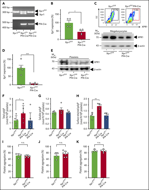 PolyP is increased in platelet-specific XPR1-deficient mice. (A) Genotyping results of Xpr1fl/fl, Xpr1fl/+ Pf4-Cre, and Xpr1fl/fl Pf4-Cre mice. (B) Relative Xpr1 mRNA expression levels in megakaryocytes enriched from cultured bone marrow cells of Xpr1fl/fl and Xpr1fl/fl Pf4-Cre mice. (C) XPR1 signal in megakaryocyte-enriched bone marrow cell cultures of Xpr1fl/fl and Xpr1fl/fl Pf4-Cre mice measured by flow cytometry. SSC, side scatter. Percentages in the top right corner show the portion of gated cells. Megakaryocyte preparations derived from 2 (Xpr1fl/fl and Xpr1fl/fl Pf4-Cre) mice each analyzed for XPR1 content by western blot. β-Actin served as loading control (bottom). (D) Xpr1 mRNA expression in platelets of Xpr1fl/fl and Xpr1fl/fl Pf4-Cre mice. Xpr1 expression in Xpr1fl/fl platelets was set to 100%. (E) Plasma membranes isolated from 109 platelets of Xpr1fl/fl, Xpr1fl/fl Pf4-Cre, or Xpr1fl/+ Pf4-Cre mice were analyzed by western blot antibodies directed against the XPR1 N terminus. β-Actin served as the loading control. (F) Total polyP in platelets of Xpr1fl/fl, Xpr1fl/fl Pf4-Cre, or Xpr1fl/+ Pf4-Cre mice. Soluble polyP (G) and membrane-associated polyP (H) released by collagen-stimulated platelets measured as monophosphate in PPX-treated (50 μg/ml; 1 hour) platelet supernatants. Symbols represent individual mice. *P < .05, **P < .01, by 1-way analysis of variance and Tukey’s multiple comparison test. Platelet aggregation following activation by 1.5 µg/ml ristocetin (I) and 5 (J) or 10 (K) µg/ml collagen at 10 minutes. Transmission of suspended resting platelets is 0% and buffer, 100%. Student t test. n.s. nonsignificant.