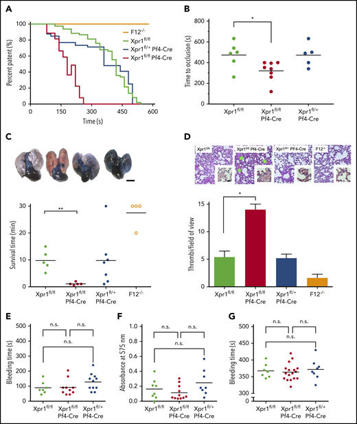 Increased arterial and venous thrombosis but normal hemostasis in platelet XPR1-deficient mice. (A) Thrombus formation was induced in the left carotid artery by topical application of 5% FeCl3 for 3 minutes in F12−/−, Xpr1fl/fl, Xpr1fl/+ Pf4-Cre, and Xpr1fl/fl Pf4-Cre mice. Artery patency was monitored by a flow probe until complete occlusion occurred, and 0 flow was recorded for >10 minutes. Representative curves for 5 to 8 mice per genotype. (B) Time to complete carotid artery occlusion in the Xpr1fl/fl, Xpr1fl/fl Pf4-Cre, and Xpr1fl/+ Pf4-Cre mice from panel A. (C) PTE was induced by IV infusion of collagen and epinephrine in Xpr1fl/fl, Xpr1fl/fl Pf4-Cre, Xpr1fl/+ Pf4-Cre, and F12−/− mice. Shortly after the onset of respiratory arrest or at 30 minutes in mice that survived collagen-epinephrine treatment, Evans blue was infused IV while the heart was still beating. Occluded parts of the lungs remained their natural pinkish color. Lungs were excised, and perfusion defects were analyzed by impaired distribution of the dye in lung tissue (top), and survival time was assessed (bottom). Scale bar, 5 mm. (D) Hematoxylin and eosin–stained sections of lungs from Xpr1fl/fl, Xpr1fl/fl Pf4-Cre, Xpr1fl/+ Pf4-Cre, and F12−/− mice 30 minutes after collagen-epinephrine challenge (top). Green asterisks mark thrombi. Original magnification, ×10. The number of thrombi per visual field was counted in 6 mice (bottom). Data represent the mean ± standard deviation of 10 fields each. Scale bar, 100 µm. Bleeding times and blood loss from clipped tails assessed the hemostatic capacity of Xpr1fl/fl, Xpr1fl/fl Pf4-Cre, and Xpr1fl/+ Pf4-Cre mice. Bleeding time (E) and total hemoglobin loss (F), as determined by absorbance of hemoglobin in 37°C phosphate-buffered saline at λ = 575 nm. (G) Tail bleeding times were analyzed by gently adsorbing blood with a filter paper. Each symbol represents 1 animal; *P < .05; **P < .01; n.s. nonsignificant, by 1-way ANOVA and Tukey’s multiple comparison test.