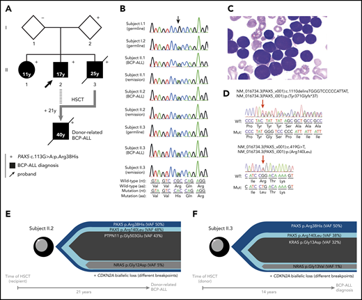 Familial BCP-ALL with heterozygous germline PAX5 R38H mutation. (A) The germline R38H variant was shown to be inherited from 1 parent (I.2) who is so far an asymptomatic carrier with no history of cancer at age 68 years. The proband (II.2, indicated by an arrow) developed BCP-ALL at age 17 years. He relapsed 2 years after his initial diagnosis and was allografted with his brother (II.3) as a donor 14 years before II.3 also developed BCP-ALL. II.2 relapsed at age 40 years and died soon thereafter as a result of an intracranial hemorrhage. His sister (II.1) developed BCP-ALL at age 11 years for which she received chemotherapy without HSCT. She is still in CR more than 30 years after her initial diagnosis. The proband’s younger brother (II.3) also developed also BCP-ALL at age 25 years and died of infectious complications after HSCT from an unrelated donor. (+) Indicates the presence of the R38H germline mutation. (B) Sanger sequencing of PAX5 mutation in samples of I.1, I.2, II.1, II.2, and II.3; the location of the mutation is indicated by an arrow demonstrating a germline origin. The nucleotide and protein sequences are indicated at the bottom of the panel. (C) Representative image of May-Grünwald-Giemsa–stained bone marrow smear at BCP-ALL diagnosis in individual II.1. (D) Somatic PAX5 mutations in leukemic samples from individuals II.1 (top) and II.3 (bottom). Positions of mutations are indicated by red arrows. (E-F) Leukemic architecture at BCP-ALL diagnosis in individual II.3 (donor) (E) and at donor-related BCP-ALL in individual II.2 (recipient) (F). Variant allele frequency (VAF) for each mutation is indicated.