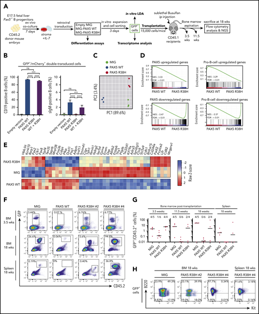 PAX5 R38H behaves as a hypomorphic variant and can predispose to BCP-ALL in mice. (A) Experimental scheme of retroviral complementation assays. (B) Pax5−/− cells were co-transduced with either empty MIG (MSCV-IRES-GFP) and MImCherry (labeled as empty vectors), empty MImCherry and MIG PAX5 WT (labeled as PAX5 WT), empty MImCherry and MIG-PAX5 R38H (labeled as PAX5 R38H), or MImCherry-PAX5 WT and MIG-PAX5 R38H (labeled as WT + R38H) retroviral vectors. The proportions of cell markers were evaluated by fluorescence-activated cell sorting (FACS) for each condition (n = 8 per condition). Data are representative of 2 independent experiments (n = 4 independent infections per experiment). Percentages indicate proportions of GFP/mCherry-double-positive that are CD19+ or surface IgM (sIgM)-positive as indicated. (C) Principal component analysis (PCA) of the 2 best components for the 2000 most differentially expressed genes among the 3 conditions. Green dots represent empty MIG condition, blue dots MIG-PAX5 WT condition, and red dots MIG-PAX5 R38H condition. (D) Gene set enrichment analysis of PAX5 target gene and pro-B cell gene sets17 in expression profiles of Pax5−/− cells transduced with PAX5 WT vs PAX5 R38H with false discovery rate (FDR) <0.01. (E) Comparative supervised heatmap using a Z-score and Spearman correlation clustering displaying the 44 most differentially expressed coding genes between PAX5 R38H-expressing Pax5−/− pro-B cells and MIG condition (fold >1.5; q < 0.05), with side comparison (lower panel) of corresponding gene expression in PAX5 WT-expressing Pax5−/− pro-B cells. (F) Representative FACS plots showing engraftment of the GFP+ donor cells in bone marrow (BM) samples at 3.5 and 18 weeks and spleen samples at 18 weeks posttransplantation. Mice were numbered with #x. (G) Quantification of engraftment of CD45.2+/GFP+ donor cells over time in BM at 3.5, 11.5, and 18 weeks posttransplantation and in spleen 18 weeks posttransplantation. Each dot represents individual mice (n = 4 to 6). Data show medians of engrafted mice (CD45.2+/GFP+ cell proportion >1% of total cells). (H) Representative FACS plots showing B220 (CD45R) and Kit (CD117) expression in CD45.2+/GFP+ cells of BM or spleen of PAX5 R38H- or MIG- transduced cells 18 weeks after transplantation. Mouse #4 shows BCP-ALL phenotype. ip, intraperitoneal; NES, normalized enrichment score; ns, not significant. Results are expressed as mean ± standard deviation. ***P < .001; ****P < .0001.