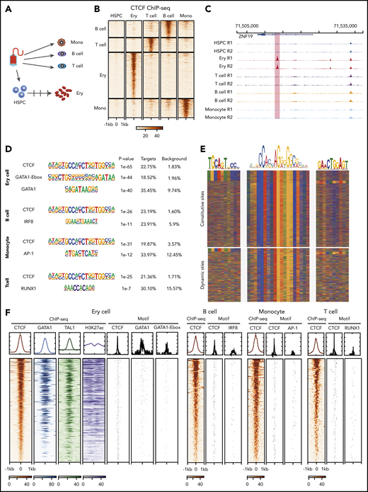 Dynamic CTCF occupancy during hematopoiesis. (A) Schematic of the primary human blood cells analyzed. HSPCs, T cells, B cells, and monocytes were purified by their corresponding purification beads. Erythroblasts were differentiated in vitro from HSPCs. (B) Heatmap in each panel represents the CTCF ChIP-seq signals within the 2-kb window centered on ChIP-seq peak summits specific to different blood cell types. (C) Genome browser tracks showing an erythroid-dynamic CTCF-binding site (highlighted in pink). (D) Top overrepresented motifs among the dynamic CTCF-binding sites from different types of blood cells. (E) The color chart displays the DNA sequences around the summits of CTCF-bound peaks, aligned with the DNA sequence of core CTCF motif and upstream motifs. Red represents A, blue represents C, green represents T, and yellow represents G. (F) The heatmap represents the ChIP-seq signals within a 2-kb window centered on dynamic CTCF-binding sites and the location of TF binding site motifs in different blood cell types. The DNA segments in each panel are in the same order for each cell type, decreasing from the highest aggregated CTCF ChIP-seq signals within a 2-kb window. The graphs above each heatmap show the aggregated ChIP-seq signal or frequency of matches to motifs. Ery, erythroblast; mono, monocyte.