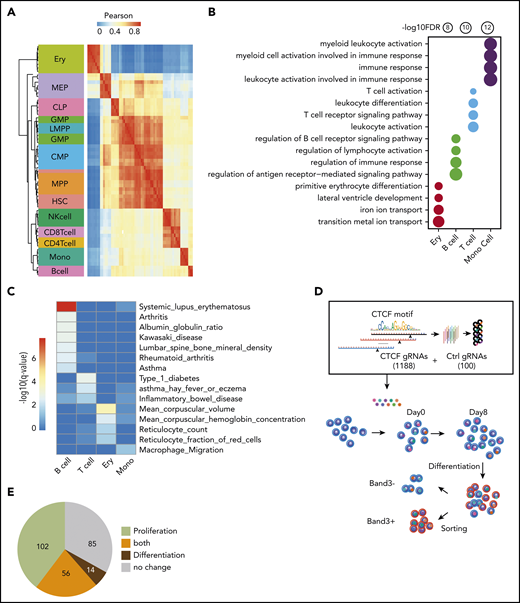 Functional importance of dynamic CTCF-binding sites. (A) Heatmap showing the unsupervised hierarchical clustering based on Pearson correlation of ATAC-seq signals on dynamic CTCF peaks across different blood lineages. The hierarchical cluster was generated based on the Pearson correlation of normalized ATAC-seq signals within dynamic CTCF sites. The chromatin accessibility within dynamic CTCF sites in each blood cell types were calculated based on ATAC-seq data generated in the previous publication.19 (B) Functional annotation results of dynamic CTCF sites for the top Gene Ontology cellular component and phenotype from GREAT. The radius of the circle represents the significance, −log10(FDR), of the enrichment. (C) Enrichment significance of trait-associated SNPs within different types of dynamic CTCF-binding sites. (D) Schematic of the pooled sgRNA library design and screening procedure used to experimentally validate the function of dynamic CTCF-binding sites. (E) Pie chart showing the numbers of dynamic CTCF-binding sites with different functions based on sgRNA perturbation results. CLP, common lymphoid progenitor; CMP, common myeloid progenitor; GMP, granulocyte-monocyte progenitor; HSC, hematopoietic stem cell; LMPP, lymphomyeloid primed progenitor; MEP, megakaryocytic-erythroid progenitor; MPP, myeloid primed progenitor; NK, natural killer.