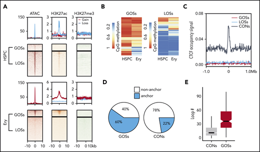 Epigenetic and 3D chromatin features of dynamic CTCF occupancy. (A) Heatmap showing the signals of ATAC-seq, H3K27ac, and H3K27me3 around the 20-kb windows centered on the peak summits of GOSs (top) and LOSs (bottom) in HSPCs and erythroblasts. (B) Heatmap showing the methylation levels of CpG sites within the CTCF motifs in HSPC and erythroblast dynamic sites. Each row represents 1 CpG site. Left panel represents the CpG sites in GOSs. Right panel represents the CpG sites in LOSs. (C) Aggregated distribution of different groups of CTCF-binding sites within a 2-Mb window of the TAD boundary in erythroblasts identified by Hi-C. (D) Pie chart showing the proportion of CTCF peaks overlapping with the anchors of chromatin loops identified by H3K27ac HiChIP using HSPC differentiated erythroblasts from the same donor. (E) Box plot showing the distribution of the number of loops per anchor region for GOSs and CONs in erythroblasts.