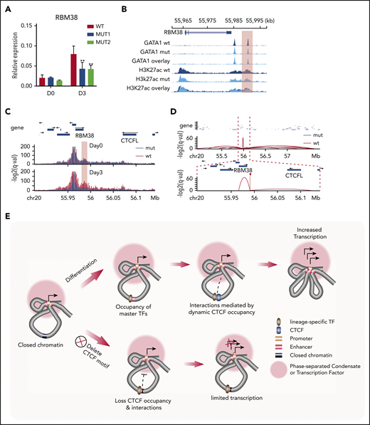 Regulatory mechanism of dynamic CTCF binding. (A) Relative expression of RBM38 in WT HUDEP-2 cells and 2 mut clones, as compared with HPRT1 before differentiation (D0) and 3 days after induced maturation (D3). D0, n = 2; D3, n > 3. **P < .01, paired 2-tailed t test. (B) ChIP-seq signal tracks of GATA1 and H3K27ac in WT HUDEP-2 cells and 2 mut clones after 3 days of induced maturation. The dynamic CTCF site that harbors the deleted motif is highlighted. (C) Capture Hi-C results with baits targeting the promoter of the RBM38 gene in WT HUDEP-2 cells and a mut clone before differentiation (D0) and 3 days after induced maturation (D3). The targeted CTCF-binding site is highlighted in pink. (D) Chromatin loops identified by H3K27ac HiChIP that are anchored within the targeted dynamic CTCF-binding site in WT HUDEP-2 cells and a mutant clone after 3 days of induced maturation. The top panel shows a 2.8-Mb window, and the bottom panel zooms in on a 265-kb window. The targeted CTCF-binding site is highlighted. (E) Schematic model of the regulatory mechanism of dynamic CTCF-binding site. chr, chromosome.