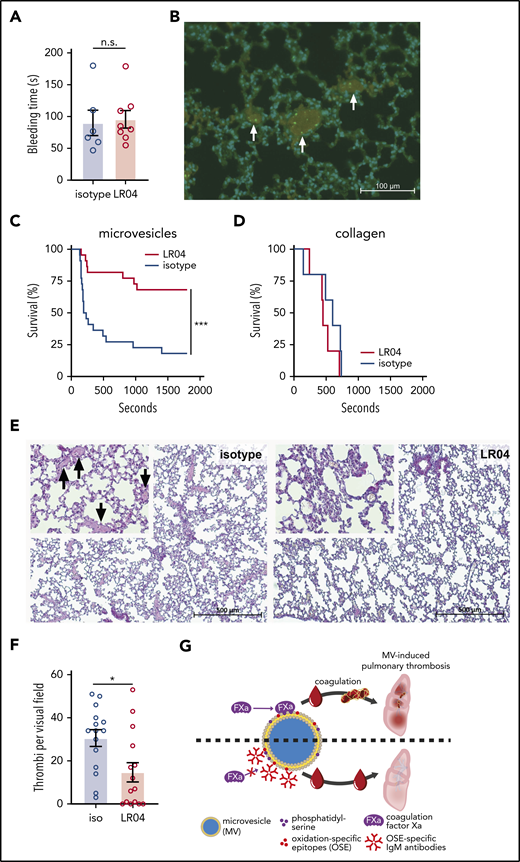 LR04 does not affect tail bleeding time but protects mice in an MV-induced pulmonary thrombosis model. (A) Tail bleeding times of mice injected with LR04 (n = 8) or an isotype control antibody (n = 6), 25 µg/mL of estimated total blood volume. Columns represent mean ± SEM. (B) Representative microscopic fluorescent image of lung sections of mice injected with a mixture containing epinephrine (60 ng/g bw) and fluorescently labeled HPAF-MVs (0.1 µg/g bw). Nuclei were stained with 4′,6-diamidino-2-phenylindole (blue) and platelets with an anti-CD41 antibody (red), injected labeled MVs (green) (20× magnification). Arrows indicate thrombi (fibrin = bright pink). Kaplan-Meier survival curves of mice intravenously injected with a mixture containing epinephrine (60 ng/g bw) and HPAF-MVs (0.1 µg/g bw) (n = 22 per group) (C) or epinephrine (60 ng/g bw) and collagen (3 µg/g bw) (n = 5 per group) (D). The mixture was preincubated with LR04 or an isotype control antibody, 25 µg/mL of estimated total blood volume. Mice were observed for a maximum duration of 30 minutes. ***P < .005, log-rank (Mantel-Cox) test. (E) Representative microscopic images of picro-Mallory–stained lung sections of mice, which were injected with a mixture of epinephrine (60 ng/g bw) and HPAF-MVs (0.1 µg/g bw).The mixture was preincubated either with 25 µg/mL estimated blood volume (2.25 µg/g bw) of LR04 or isotype control antibody. 5× magnification and 20× magnification (top left), arrows indicate fibrin deposits. (F) Numbers of thrombi per visual field, counted at 10× magnification (n = 15 per group). Columns represent mean ± SEM. *P < .05, Mann-Whitney U test. (G) Summary cartoon (details are provided in the text). n.s., not significant.