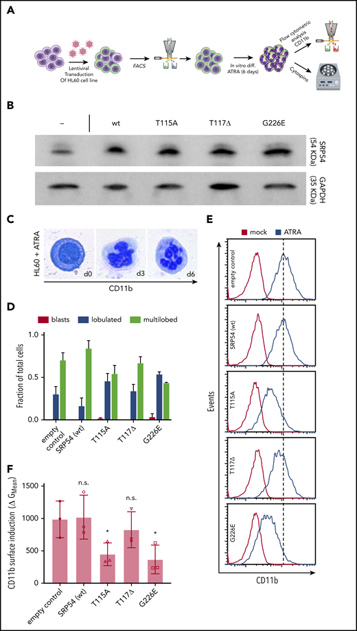 Dominant-negative effects of SRP54 mutations are conserved in the human HL-60 cell line and lead to differentiation defects. (A) Schematic overview of the experimental setup. (B) Western blots document elevated SRP54 protein expression (top) in HL-60 cells upon transduction with mutant or wt SRP54 constructs. Nontransduced control cells (–) are shown on the left. The following expression fold changes were deduced from area counts relative to empty control as quantified by Fiji software: wt, 2.8; T115A, 2.9; T117Δ, 1.9; and G226E, 3.5. Glyceraldehyde-3-phosphate dehydrogenase (GAPDH) was used as loading control and for normalization. (C) Representative images of cells during ATRA-driven HL-60 cell differentiation (left: blast cell, day 0; middle: lobulated neutrophil, day 3; right: multilobulated neutrophil, day 6). Photographs were taken from hematoxylin and eosin (H&E)–stained cytospots. (D) Quantification of H&E-stained cytospots after 6 days of treatment with ATRA. Criteria for classification: No lobules indicates blasts; 1 to 5 lobules indicates lobulated; >5 lobules indicates multilobed. Statistics: empty vs SRP54 (wt): blasts, lobulated, and multilobed are not significant; empty vs T115A: blasts are not significant and lobulated and multilobed have P < .05; empty vs T117Δ: blasts, lobulated, and multilobed are not significant; empty vs G226E: blasts are not significant and lobulated and multilobed have P < .005. (E) Histograms indicating CD11b surface staining on empty control, SRP54 (WT), T115A, T117Δ, and G226E transduced HL-60 cells as analyzed by flow cytometry. (F) Corresponding quantification of CD11b expression on empty control, SRP54 (WT), T115A, T117Δ, and G226E transduced cells. Plot shows the geometric (G) mean fluorescence intensity shift in the CD11b channel upon treatment with ATRA (y-axis) per indicated cell lines (x-axis). Note slightly reduced CD11b surface induction in T117Δ cells but a significant differentiation block in cells expressing T115A and G226E mutant forms of SRP54. Student t test was used for statistical analysis. diff, differentiation; FACS, fluorescence-activated cell sorting. *P < .05. Bar plots represent the mean value of the replicates. Error bars indicate the standard deviation of the mean.
