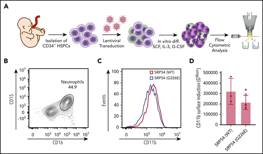 SRP54-mutant alleles impair granulocytic differentiation of CD34+ cord blood cells. (A) Schematic overview of the experimental setup for isolation, lentiviral transduction, and in vitro cultivation of CD34+ cord blood cells followed by flow cytometric analyses. (B) Gating strategy to identify CD15 and CD16 double-positive neutrophils. (C) Histograms of flow cytometric analyses of CD11b levels of SRP54 transduced and differentiated CD34+ cells. (D) Flow cytometric quantification of CD11b expression of transduced and differentiated CD34+ cells. Plot shows the geometric mean fluorescence intensity of WT and G226E transduced cells. A ratio paired Student t test was used for statistical analysis. G-CSF, granulocyte colony-stimulating factor; IL-3, interleukin 3; SCF, stem cell factor. *P < .05. Bar plots represent the mean value of the replicates. Error bars indicate the standard deviation of the mean.