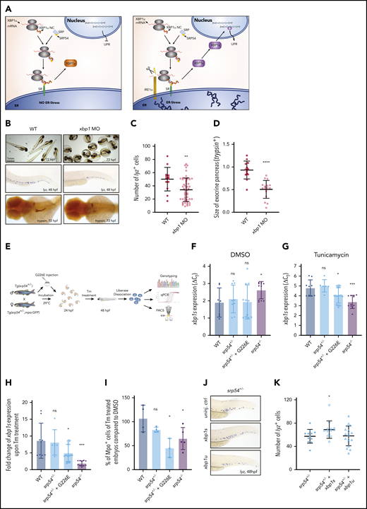 Insufficient xbp1 splicing drives the SDS phenotype in srp54-defective zebrafish embryos. (A) Graphical representation of the unconventional splicing of XBP1. Left: cell without or with moderate ER stress; right: cell under ER stress conditions. (B) Representative images of WT embryos compared with xbp1 morphants. Top row: photos showing that xbp1 morphants are incapable of hatching and breaking the chorion at 72 hpf; middle row: WISH using lyz-specific probes; bottom row: WISH using trypsin-specific probes. (C) Quantification of neutrophils using lyz-specific probes. (D) Measurement of the exocrine pancreas using trypsin-specific probes. The size of the exocrine pancreas was semi-automatically measured using ImageJ software. (E) Schematic overview of the experimental setup to assess xbp1 levels in zebrafish embryos. (F) Differences of the cycle threshold (CT) between xbp1s and the housekeeping gene gapdh (ΔCT values) of dissolved cells from dimethyl sulfoxide (DMSO)–treated WT, srp54+/−, srp54+/− injected with human G226E mRNA, and srp54−/− embryos measured by qRT-PCR. (G) ΔCT values for xbp1s of dissolved cells from Tm-treated WT, srp54+/−, srp54+/− injected with human G226E mRNA and srp54−/− embryos measured by qRT-PCR. (H) Fold change of xbp1s expression upon Tm treatment compared with DMSO treatment: WT, srp54+/−, srp54+/− injected with human G226E mRNA and srp54−/− embryos (we used 3 biological replicates with at least 2 larvae per replicate). (I) Percentage of Mpo+ cells from Tm-treated compared with DMSO-treated embryos measured by flow cytometry. Tg(srp54+/−;mpo:eGFP) zebrafish were incrossed, and their progeny were genotyped and analyzed by flow cytometry. A minimum of 5 embryos were pooled and dissociated per biological replicate. Each dot represents a biological replicate. WT, srp54+/−, srp54+/− injected with human G226E mRNA and srp54−/− embryos. (J) Representative images of WISH using lyz-specific probes performed on srp54+/− embryos either uninjected (top), injected with xbp1s mRNA (middle), or injected with xbp1u mRNA (bottom). (K) Quantification of the number of lyz+ cells (we used 4 biological replicates with at least 3 larvae per replicate). Student t test was used for statistical analysis: SR, signal receptor. *P < .05; **P < .01; ***P < .005; ****P < .0001. Bar plots and horizontal lines in the graphs represent the mean value of the replicates. Error bars indicate the standard deviation of the mean. NC, nascent chain.
