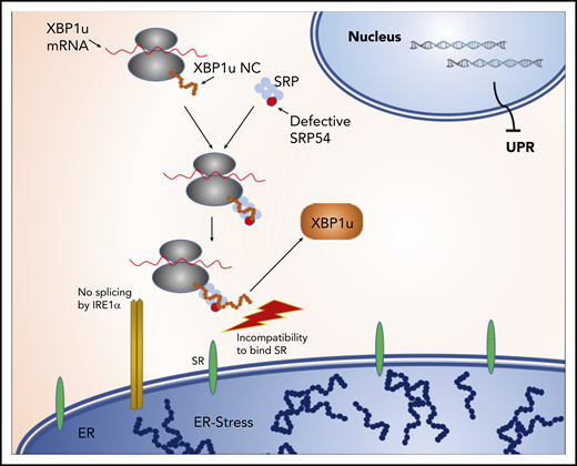 Model of impaired XBP1 splicing upon SRP54 mutations. The binding of the SRP to the SR is destabilized by mutations in SRP54. Consequently, XBP1u mRNA does not get spliced by IRE1, leading to the absence of the UPR mediator XBP1s, which eventually leads to unresolved ER stress.