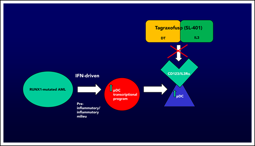 AML with pDC expansion, or pDC-AML, is associated with RUNX1 mutations in the vast majority of cases (∼70%). Xiao et al demonstrate that blasts from pDC-AML that harbor RUNX1 mutations may acquire an interferon-driven pDC transcriptional program, thereby leading to increased pDCs. pDCs are known to express/overexpress CD123, or IL3Rα, which can uniquely be targeted by CD123-directed therapy. Tagraxofusp (SL-401, DT-IL3) is the first approved agent targeting CD123 (BPDCN, age ≥2 years, December 2018), opening up the possibility of novel avenues for therapeutic investigation. Figure by N. Pemmaraju.