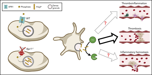 XPR1-mediated phosphate export reduces platelet polyP content and thereby limits platelet-dependent FXII activation and thrombosis. In the absence of functional XPR1, phosphates are no longer exported, which results in increased polyP levels in dense granules of platelets. Consequently, at sites of platelet activation, more polyP is released, which results in increased thrombosis as demonstrated by Mailer et al. It will be interesting to further investigate whether elevated polyP levels as a consequence of reduced XPR1 activity would also translate into increased thromboinflammation and/or might reduce inflammatory bleeding. This figure was created using BioRender.com.