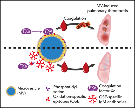 Inhibitory effect that natural IgM antibodies against oxidation-specific epitopes on microvesicles have on the ability of microvesicles to bind factor X/Xa, thereby attenuating thrombin generation and thrombosis. See Figure 4G in the article by Obermayer et al that begins on page 1406.